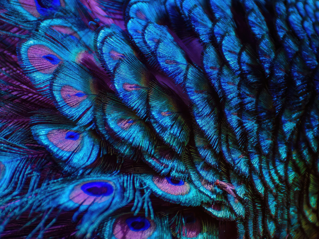 1280x960 Splendid Peacock Feather 4k 1280x960 Resolution Hd 4k