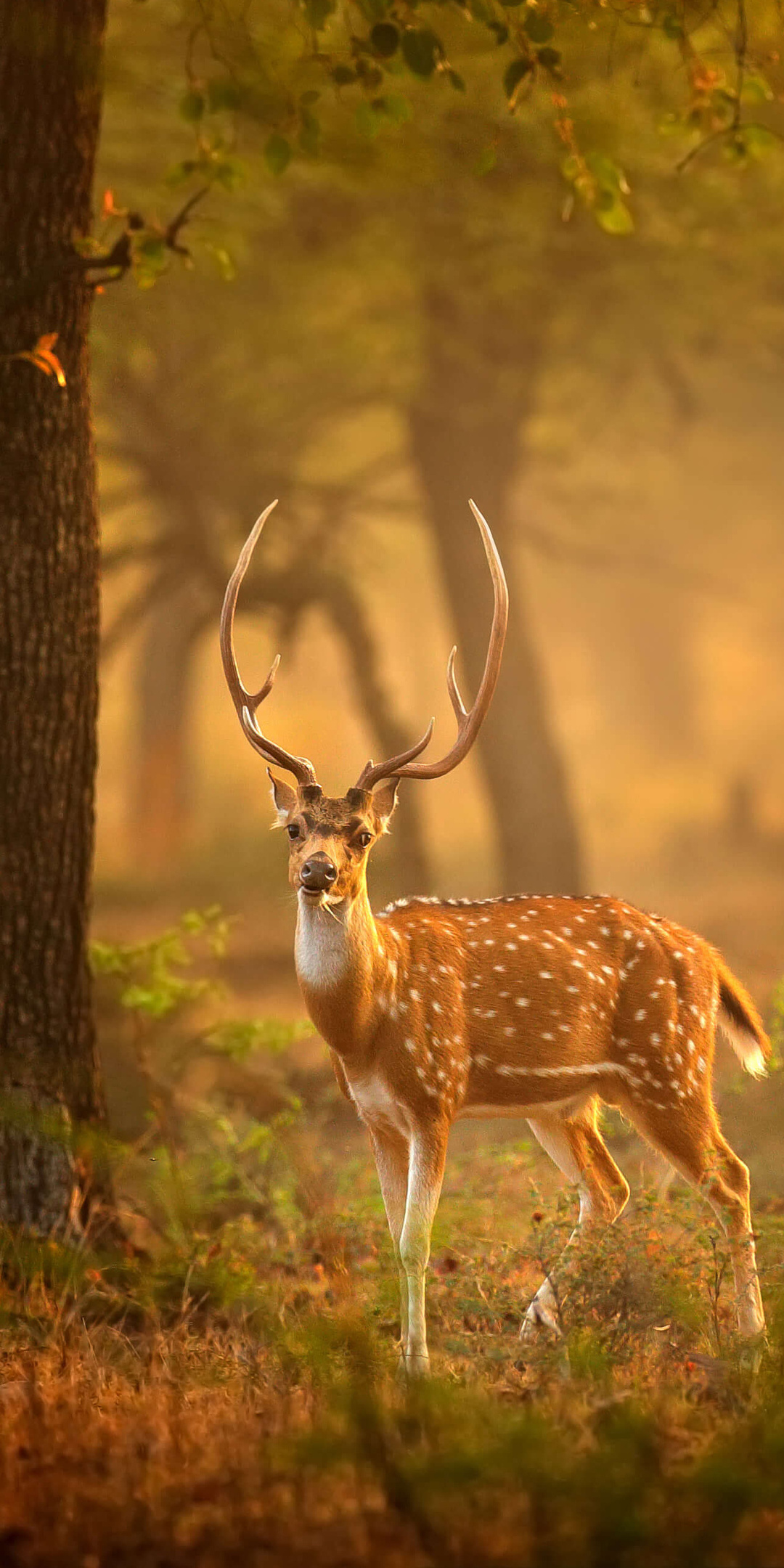 1080x2160 Spotted Deer One Plus 5T,Honor 7x,Honor view 10,Lg Q6 HD 4k  Wallpapers, Images, Backgrounds, Photos and Pictures