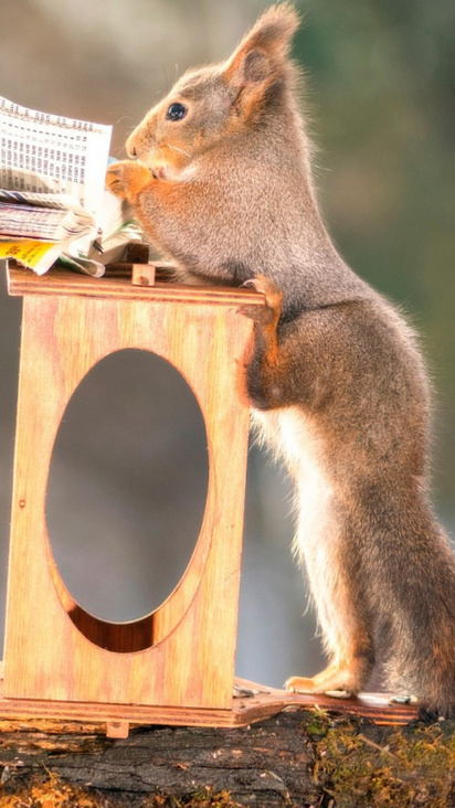 412x732 Squirrels Funny 412x732 Resolution HD 4k Wallpapers, Images ...