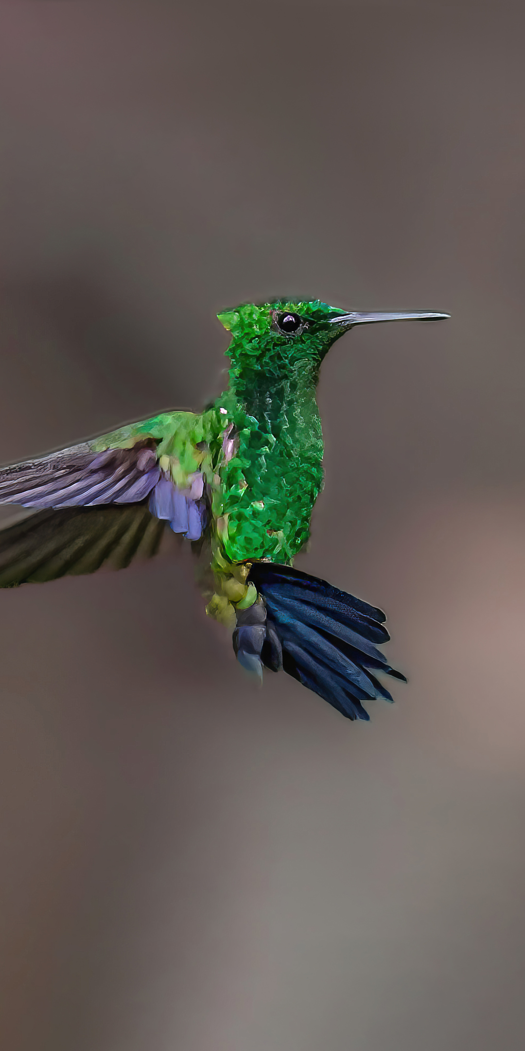 steely-vented-hummingbird-j2.jpg