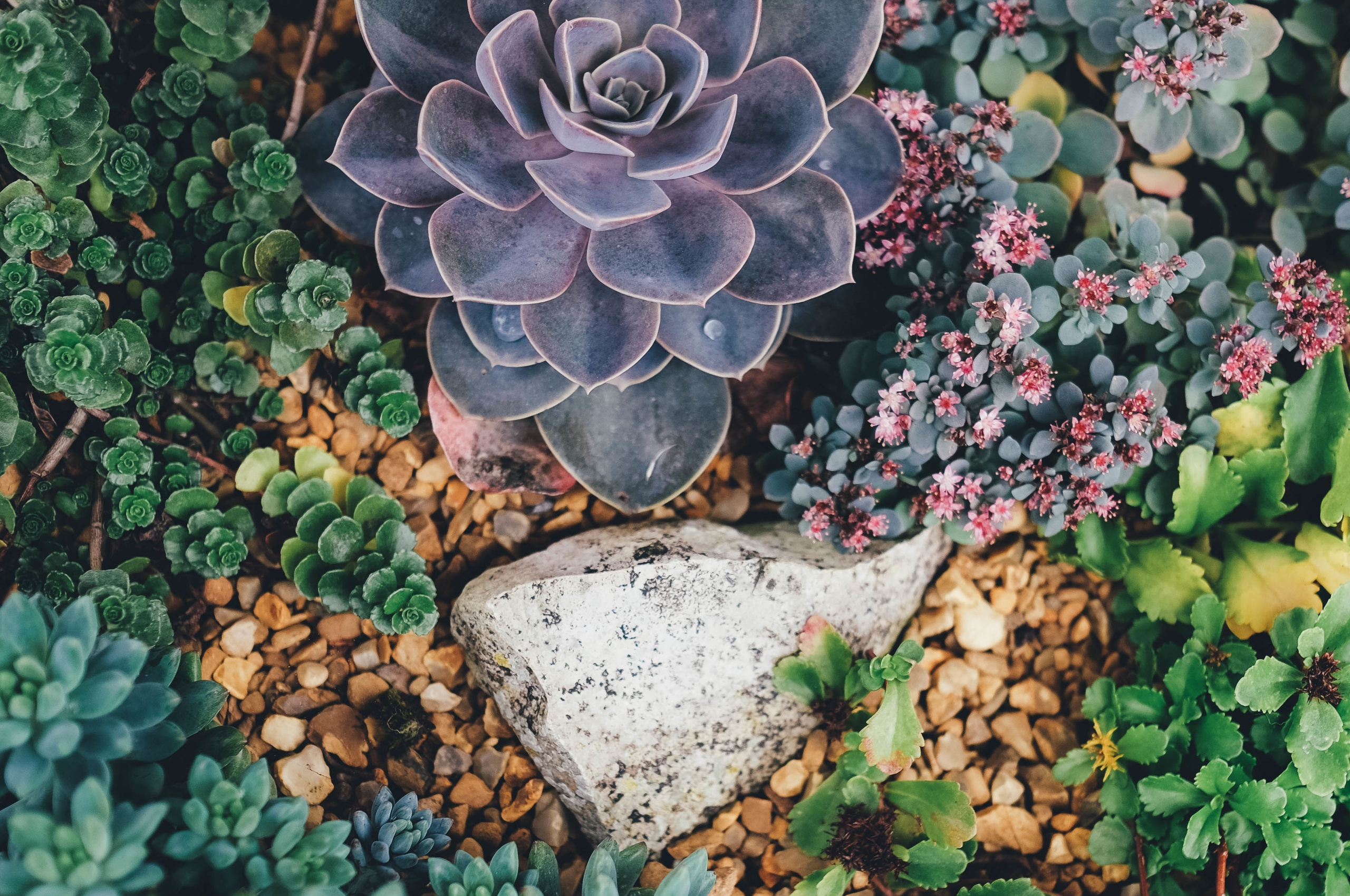 2560x1700 Succulent Flowers Plant Chromebook Pixel HD 4k Wallpapers, Images, Backgrounds, Photos and Pictures 2560x1700 Succulent Flowers Plant Chromebook Pixel HD 4k Wallpapers, Images, Backgrounds, Photos and Pictures