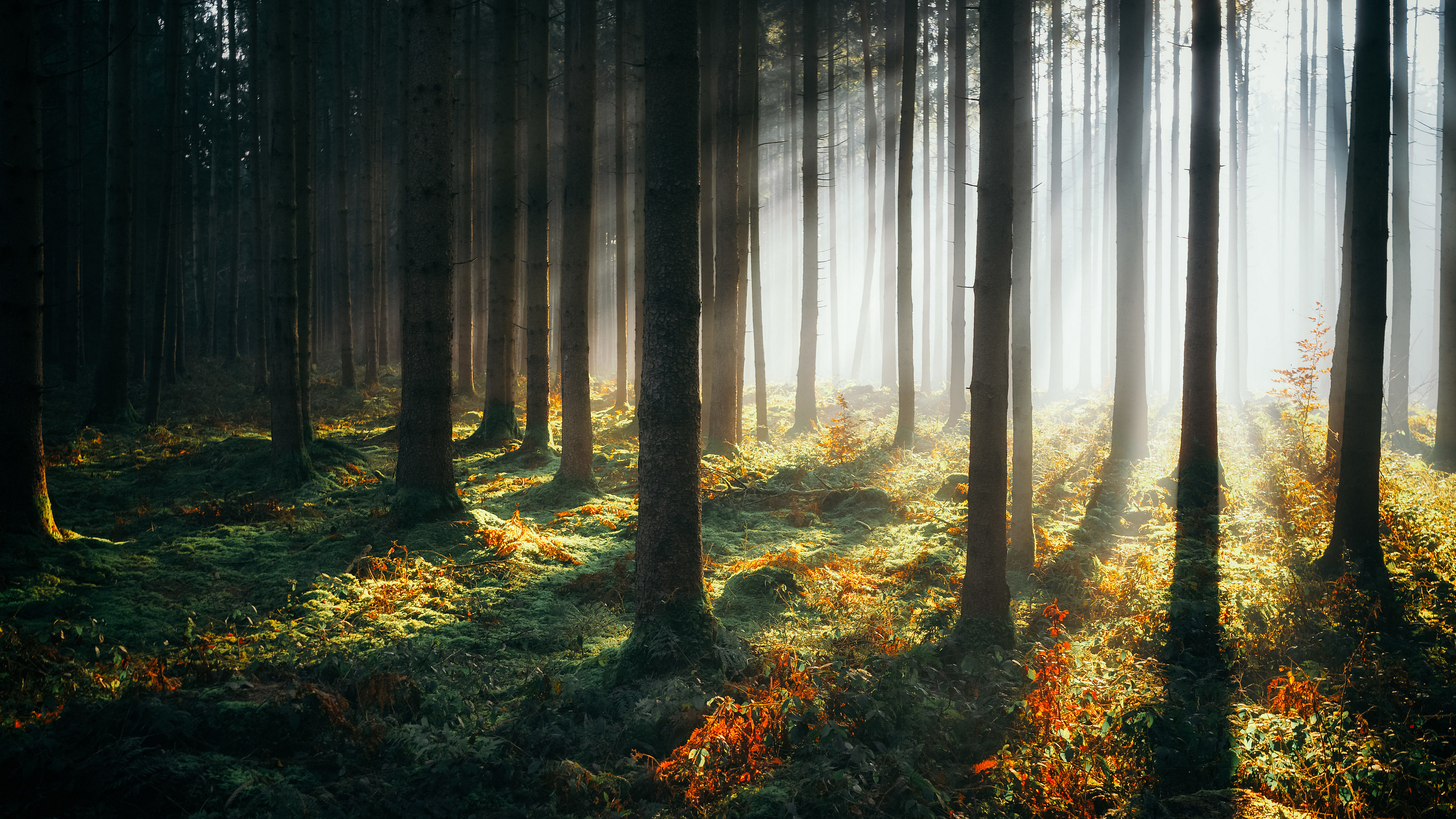 3840x2160 Sunbeams Morning Forest 4k 4k HD 4k Wallpapers, Images
