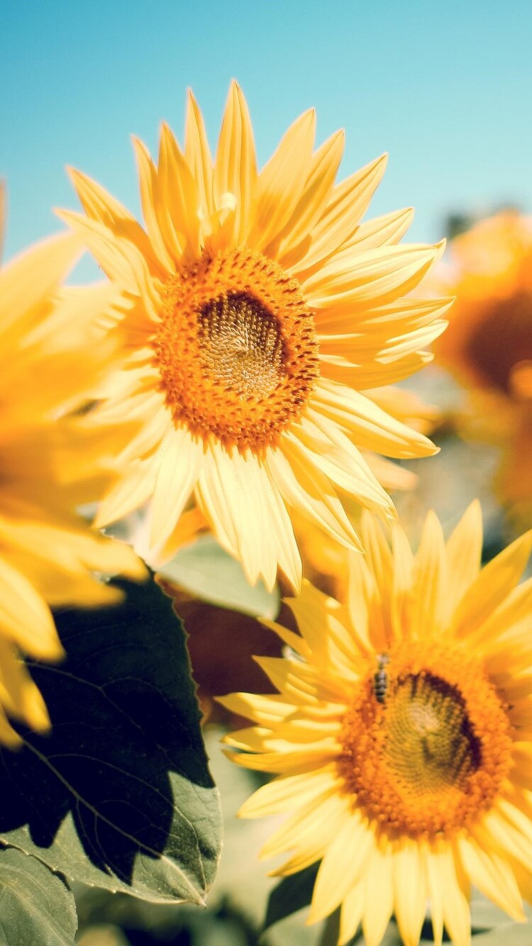 Sunflower Wallpaper Iphone 7
