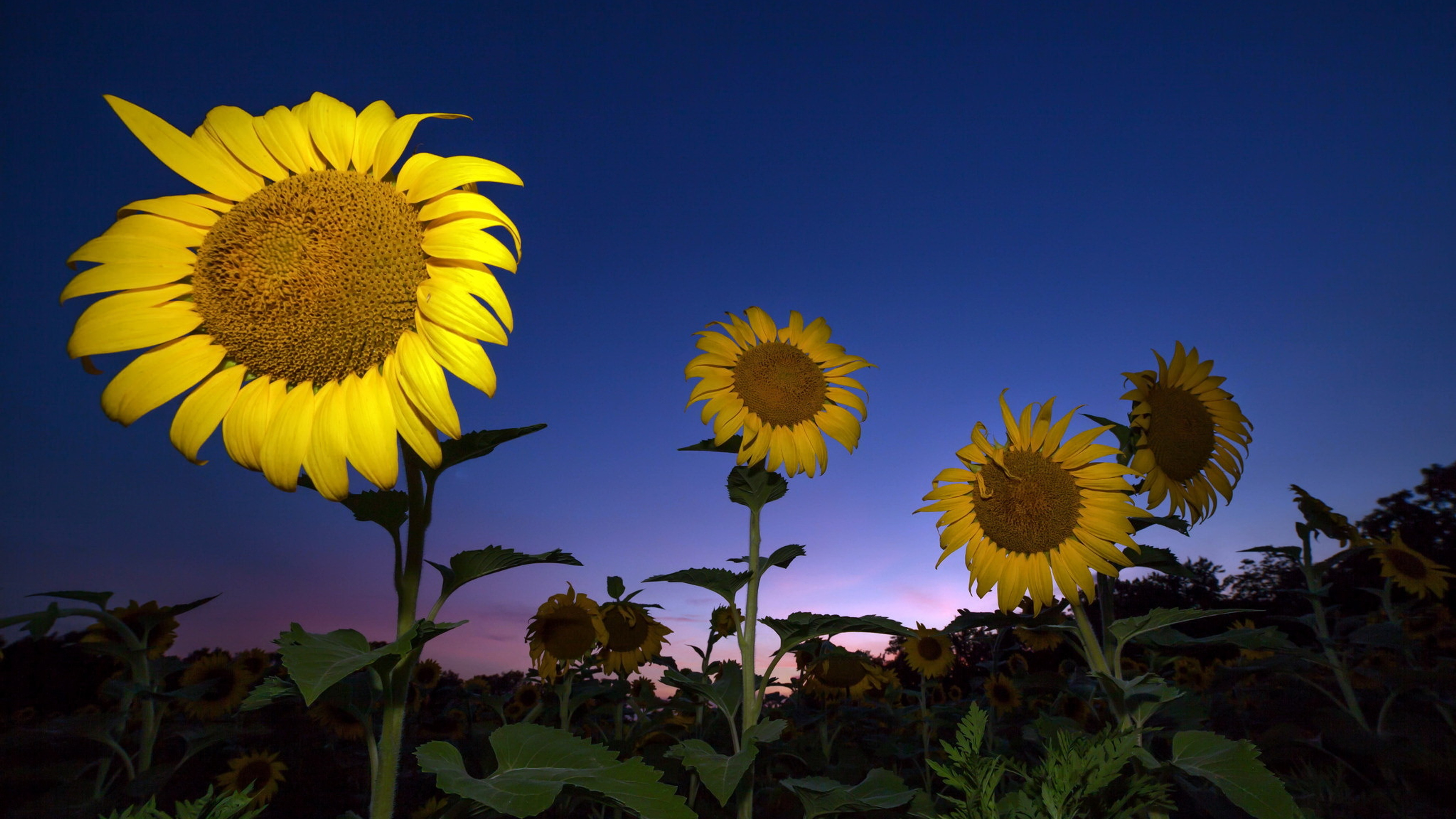 3840x2160 Sunflower 4K ,HD 4k Wallpapers,Images,Backgrounds,Photos and
