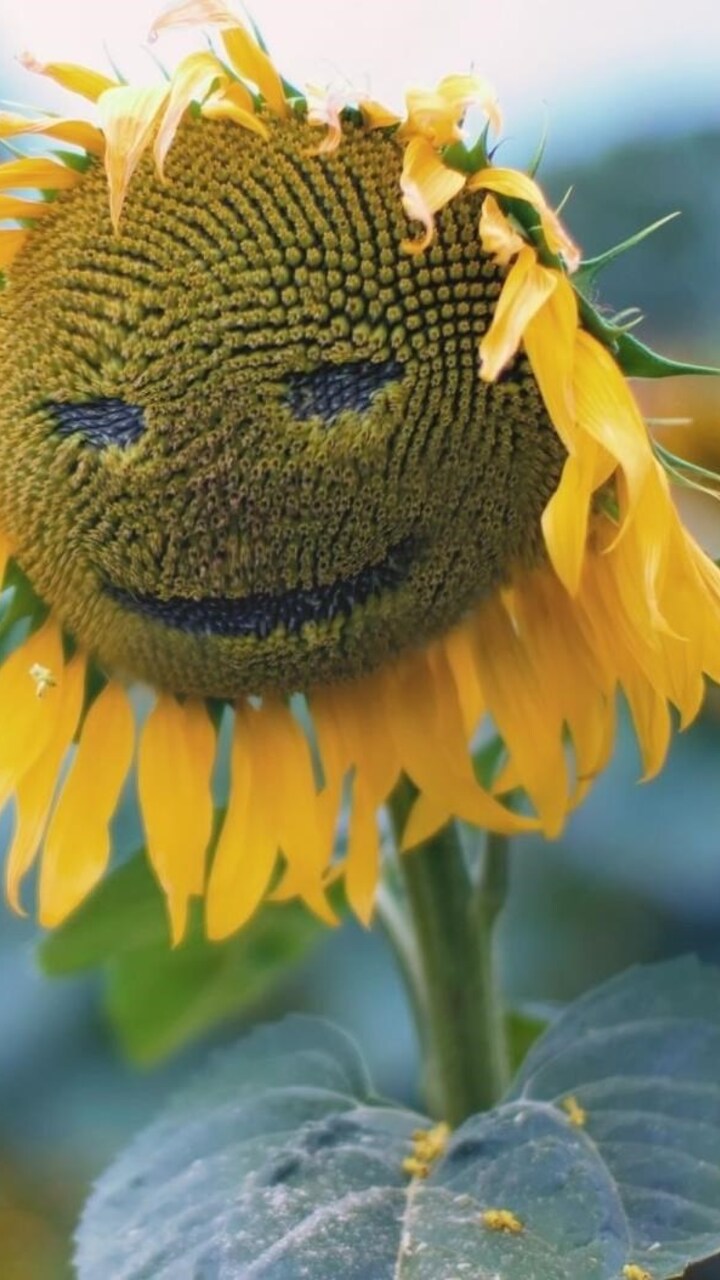 Sunflower Smiley Wallpaper In 720x1280 Resolution