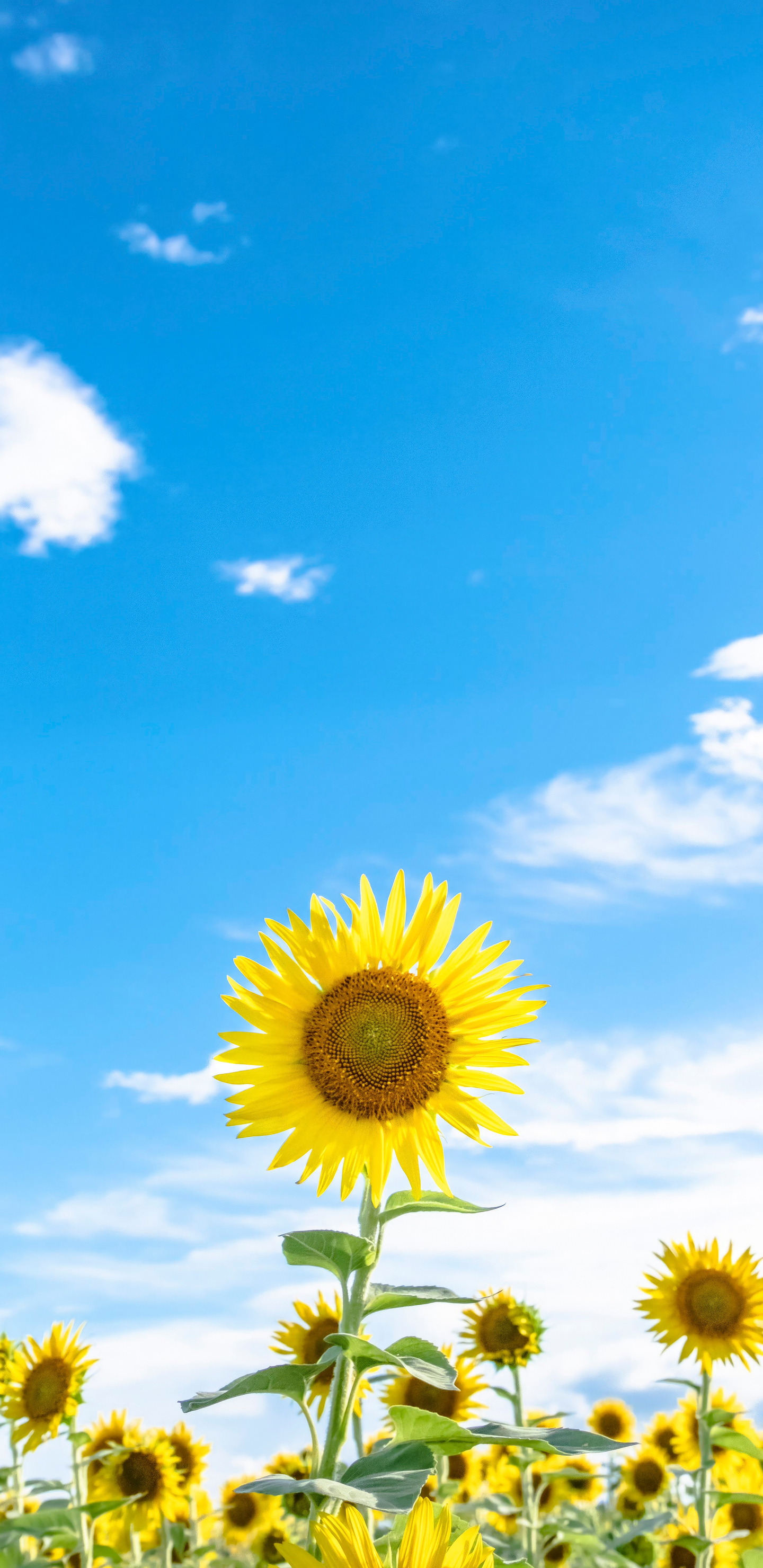 Sunflowers And Blue Sky Wallpaper In 1440x2960 Resolution