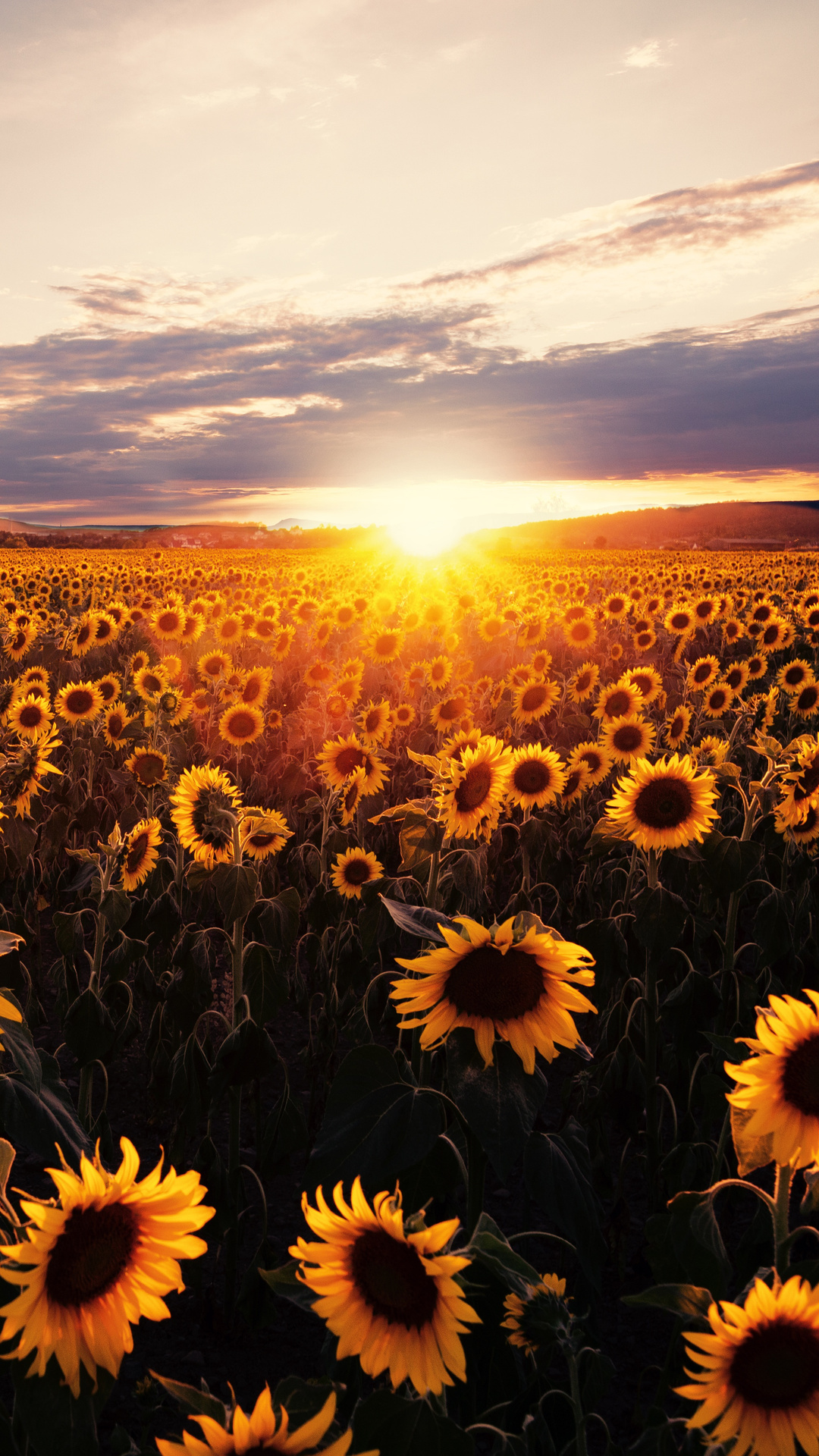 1080x1920 Sunflowers Field Sunrise 5k Iphone 76s6 Plus Pixel Xl One Plus 33t5 Hd 4k 3717