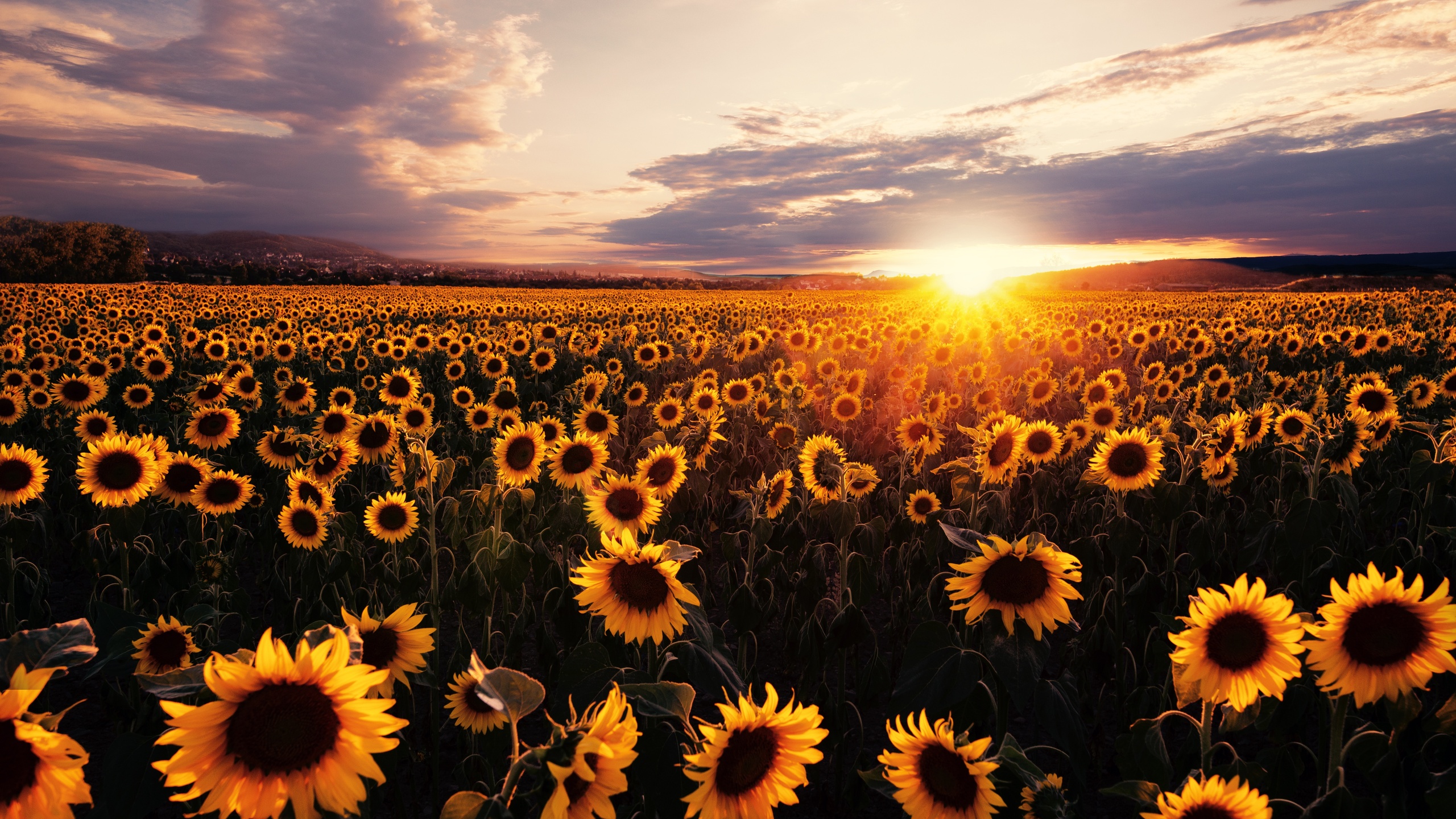 2560x1440 Sunflowers Field Sunrise 5k 1440P Resolution HD 4k Wallpapers, Images, Backgrounds