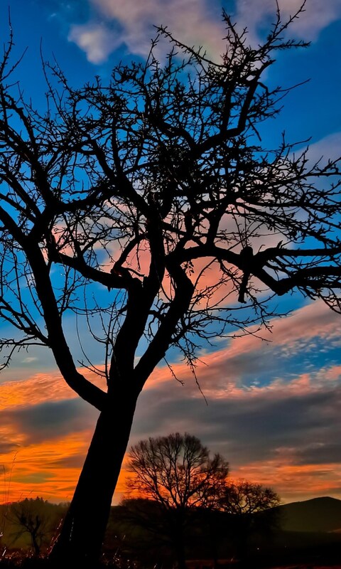 sunset-trees-sky.jpg