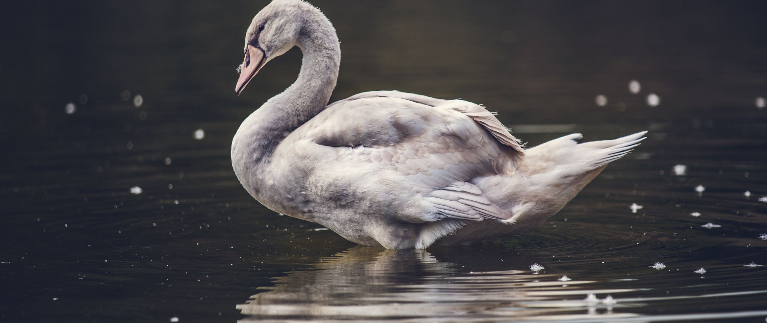swan-lake-5k-de-2560x1080.jpg