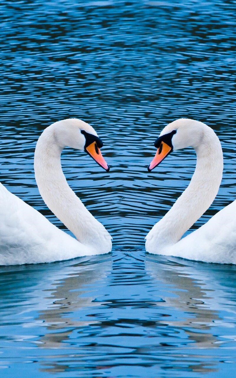 800x1280 Swan Love Birds Nexus 7,Samsung Galaxy Tab 10,Note Android Tablets  HD 4k Wallpapers, Images, Backgrounds, Photos and Pictures