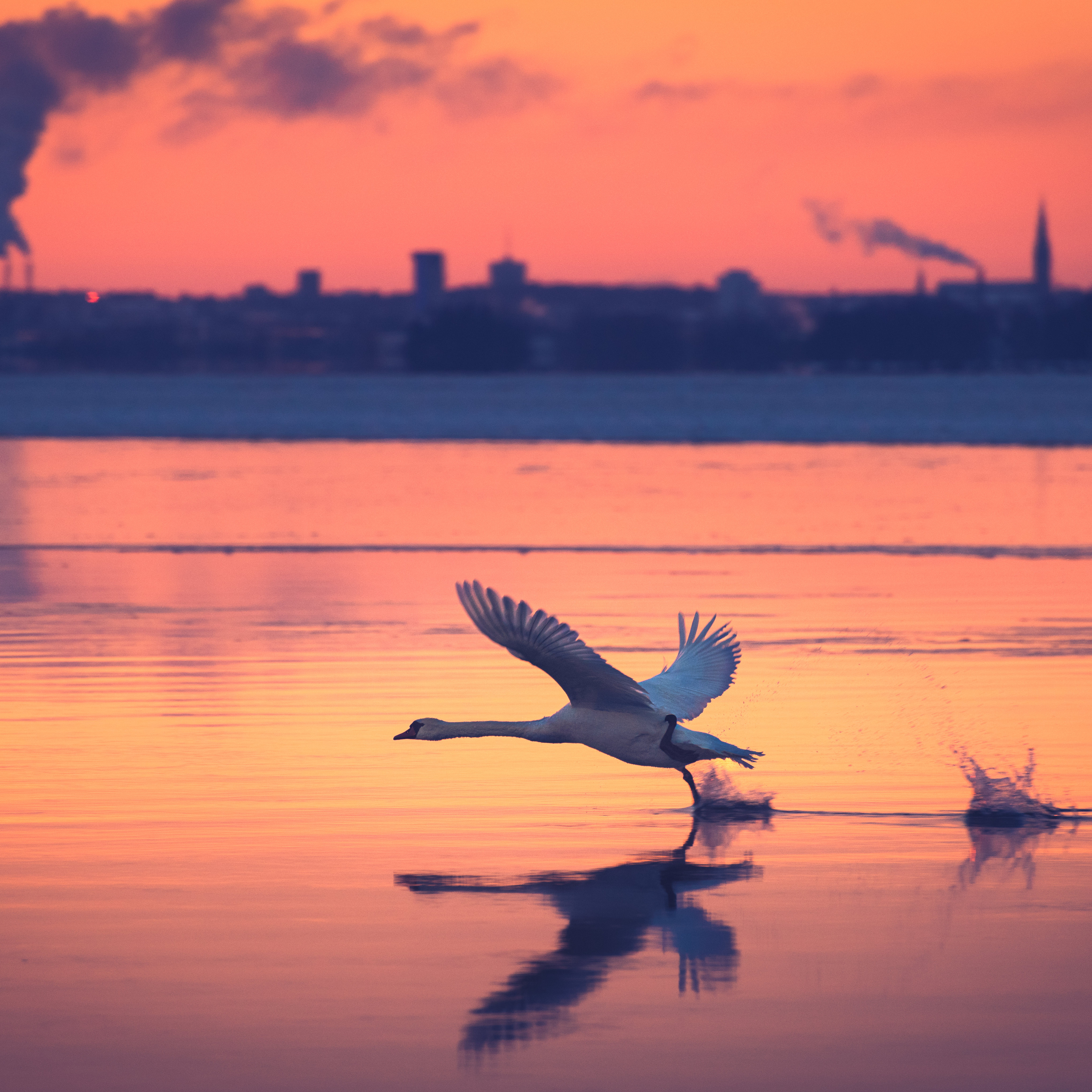 2932x2932-swan-take-off-ipad-pro-retina-display-hd-4k-wallpapers