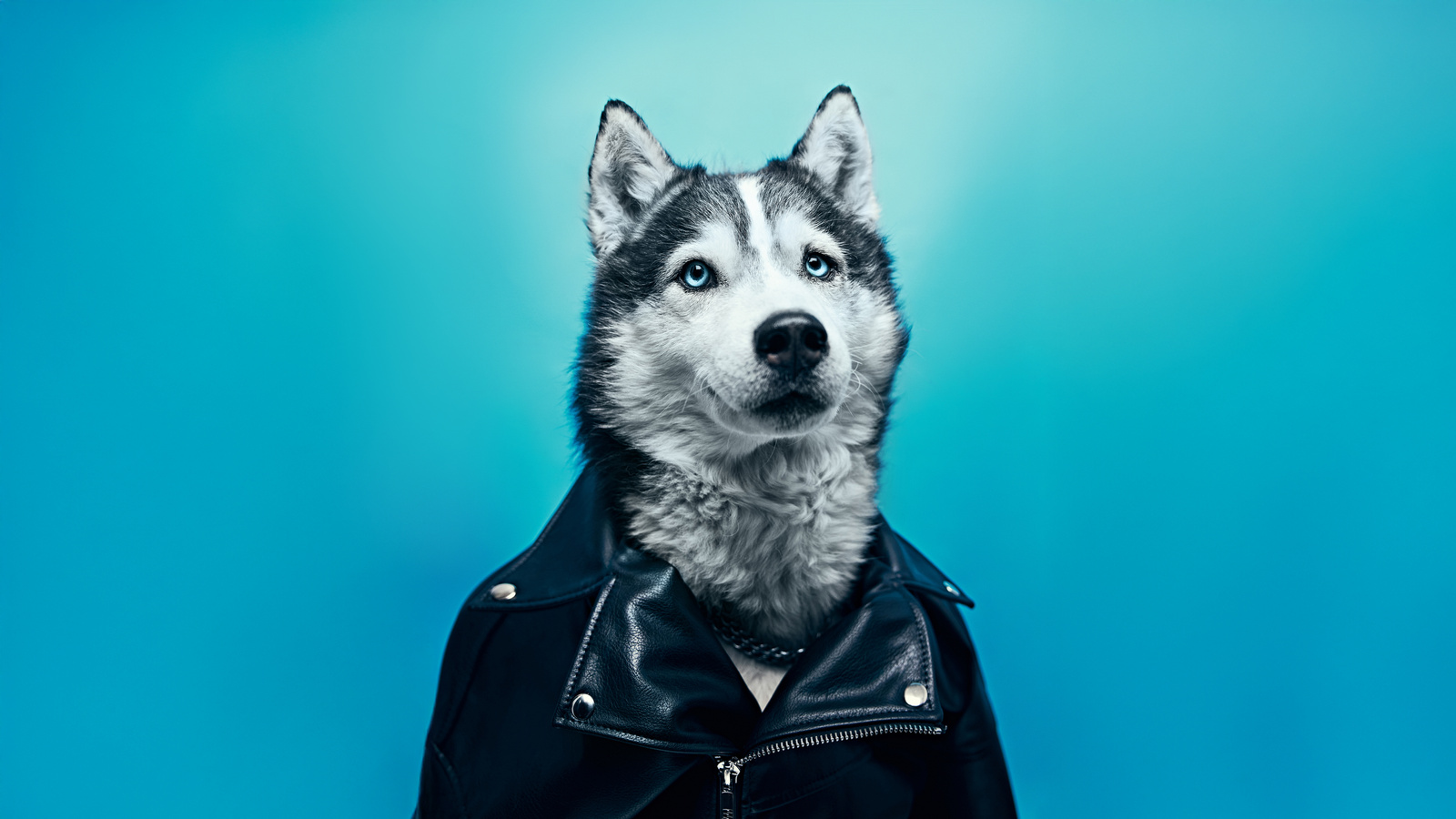 1600x900 The Husky Rockstar Wallpaper,1600x900 Resolution HD 4k ...