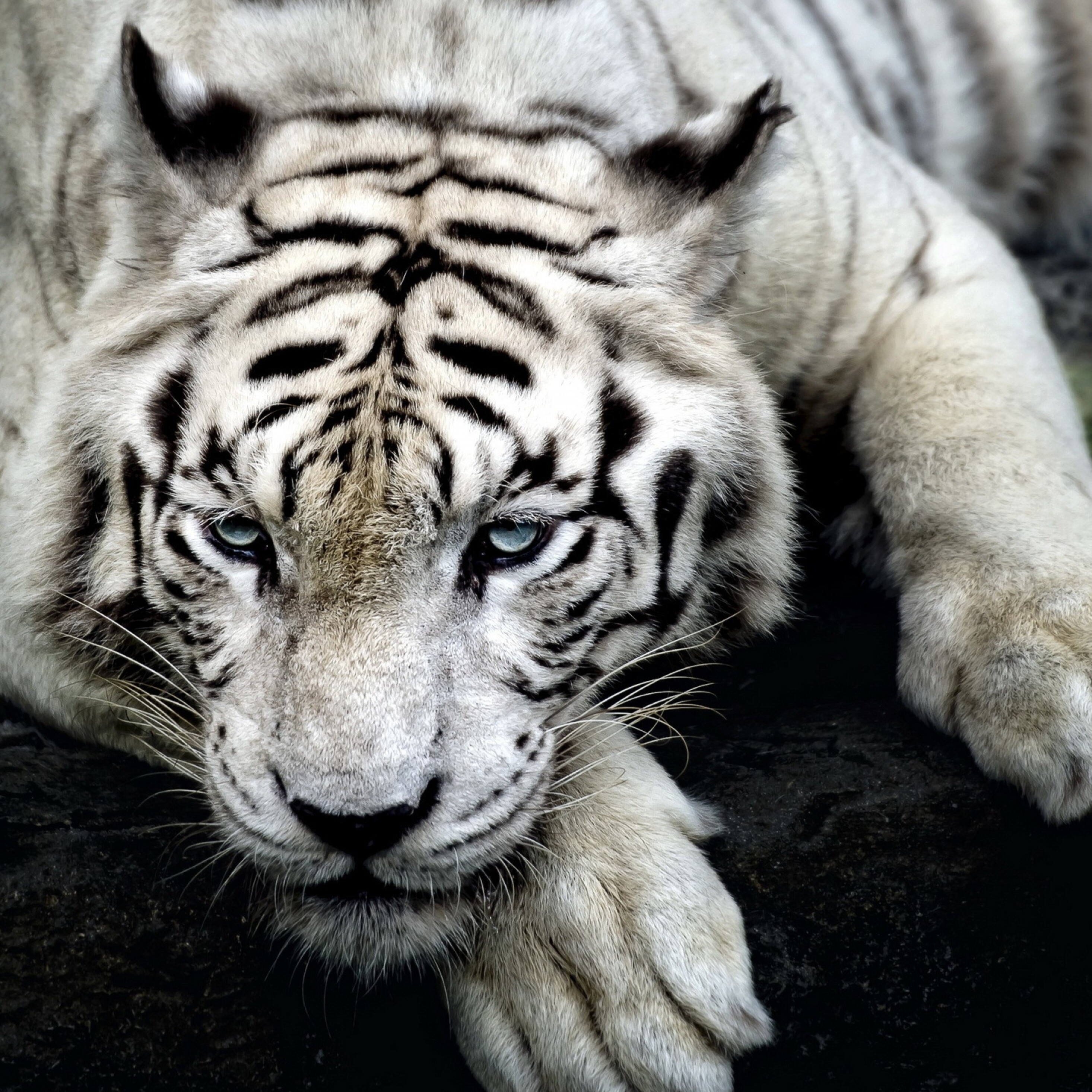 Картинки на заставку телефона 2024. Бенгальский тигр альбинос. Белый тигр. Тигр черно белый. Тигр обои.