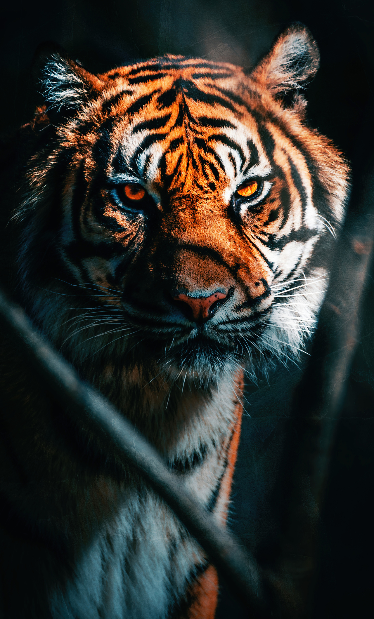 1280x2120 Tiger Close Up iPhone 6+ HD 4k Wallpapers, Images, Backgrounds,  Photos and Pictures