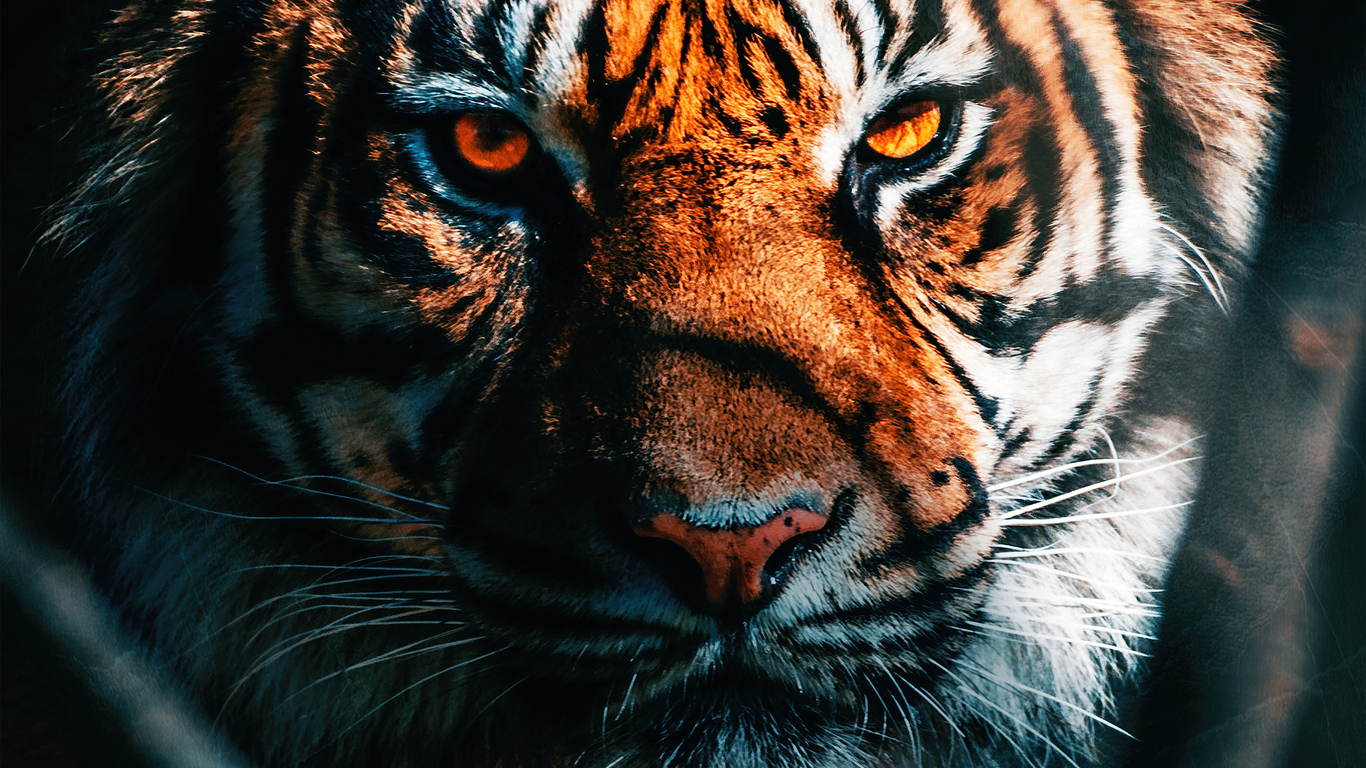 1366x768 Tiger Close Up 1366x768 Resolution HD 4k Wallpapers, Images,  Backgrounds, Photos and Pictures