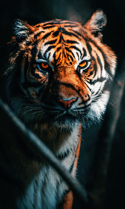 tiger-close-up-pc.jpg