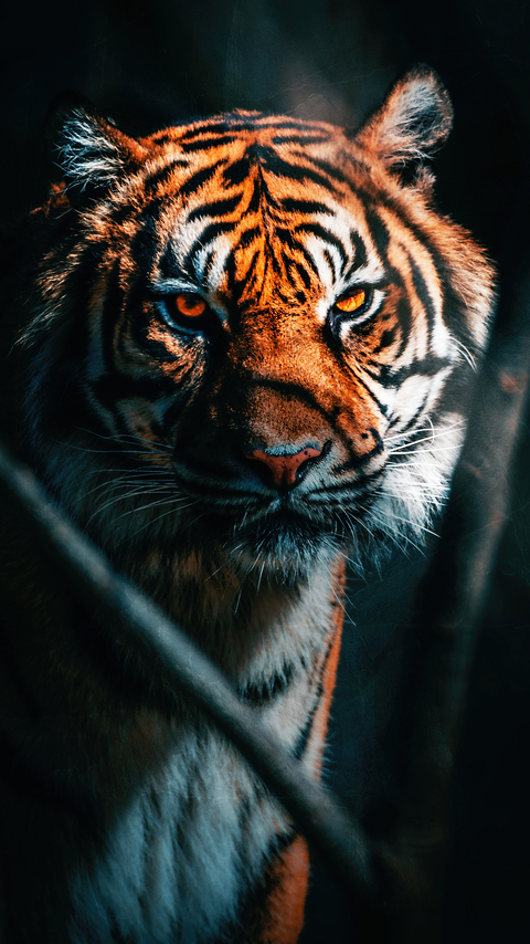 480x854 Tiger Close Up Android One HD 4k Wallpapers, Images, Backgrounds,  Photos and Pictures