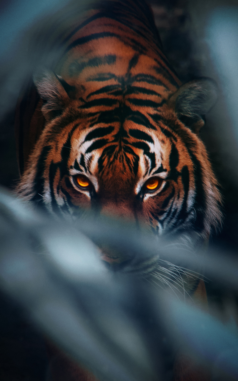 800x1280 Tiger Face 4k Nexus 7,Samsung Galaxy Tab 10,Note Android Tablets HD  4k Wallpapers, Images, Backgrounds, Photos and Pictures