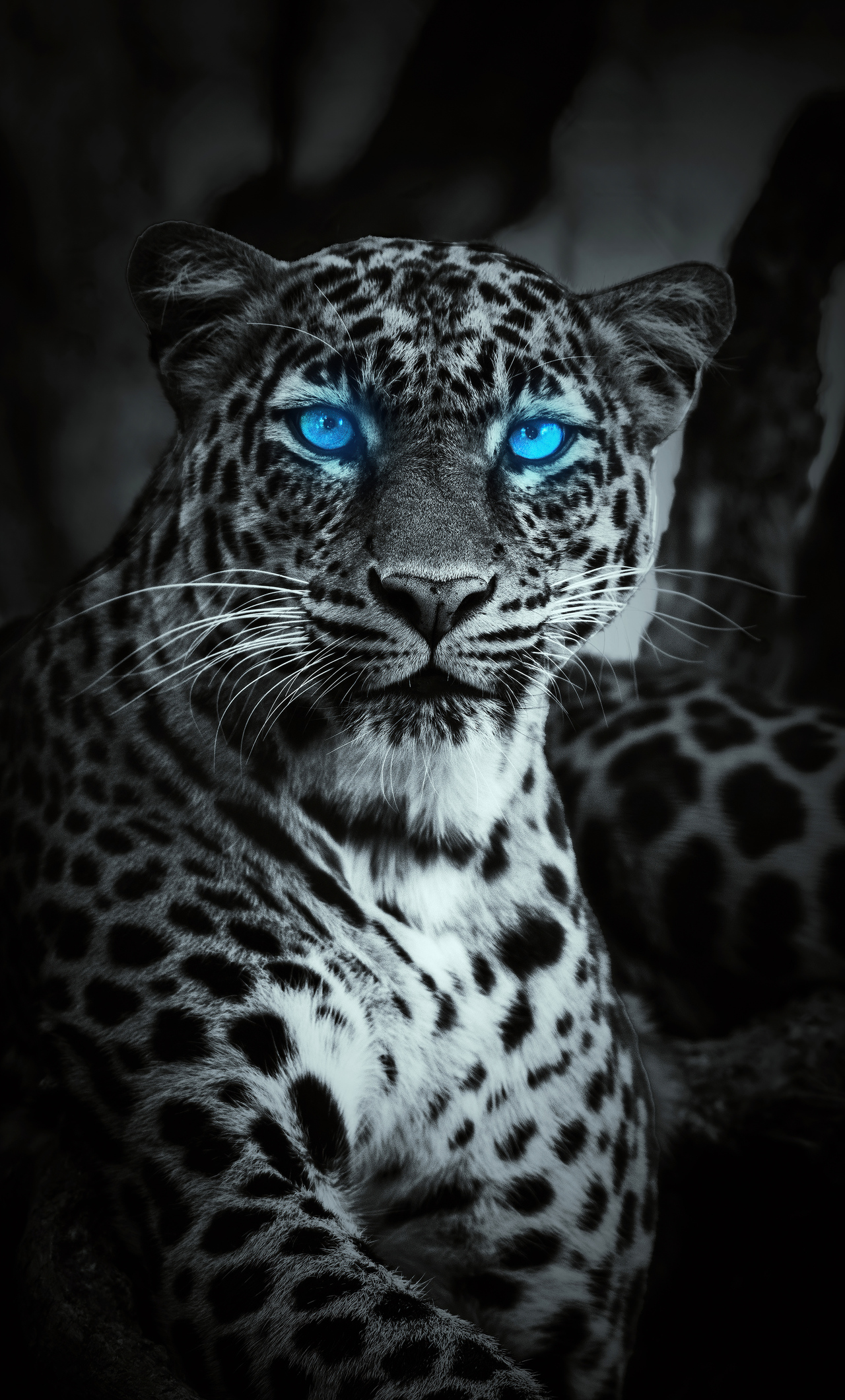 Blue Tiger Images  Browse 1495 Stock Photos Vectors and Video  Adobe  Stock