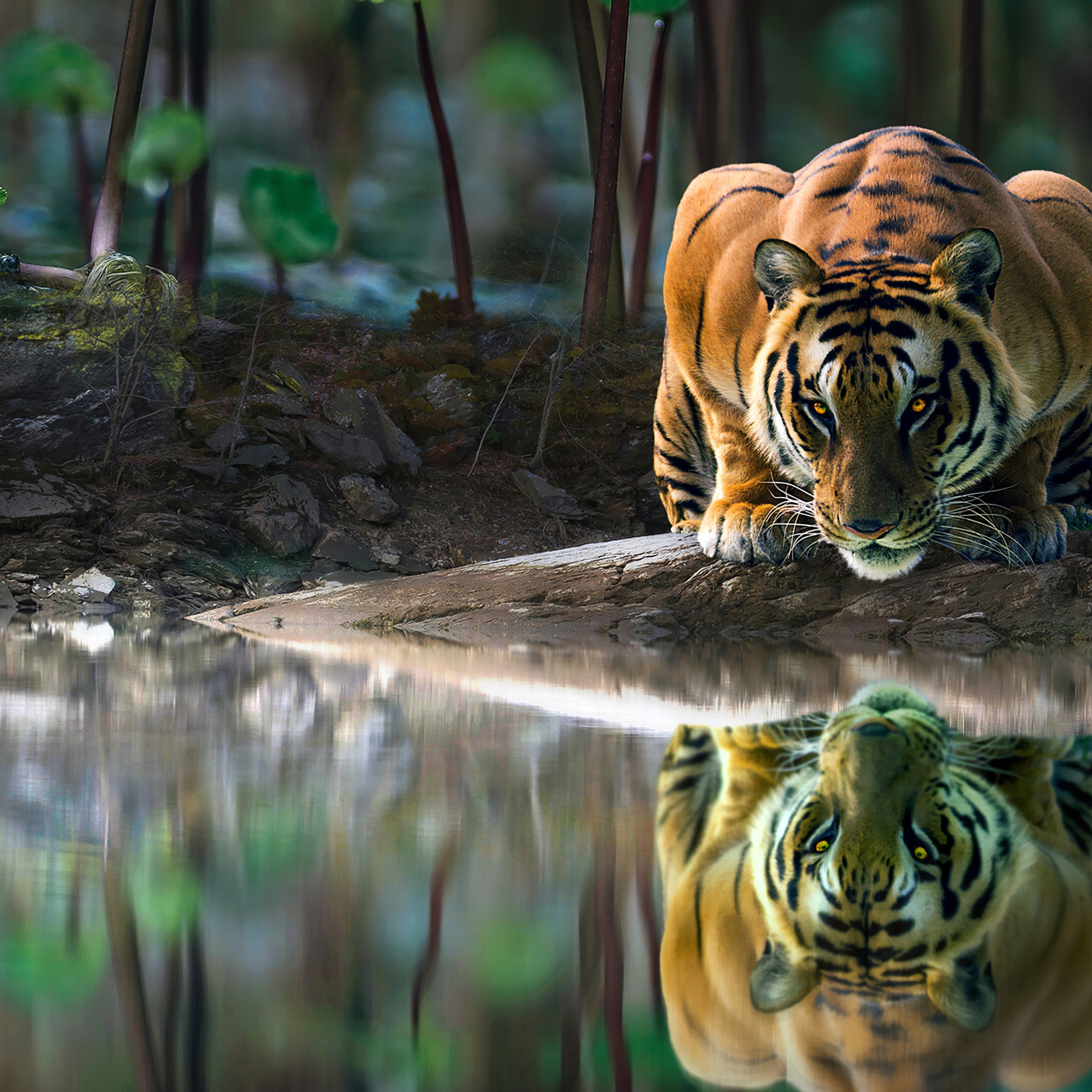 Люди хищные природы. Тигр. Тигр обои. Обои на рабочий стол тигр. Отражение тигра в воде.