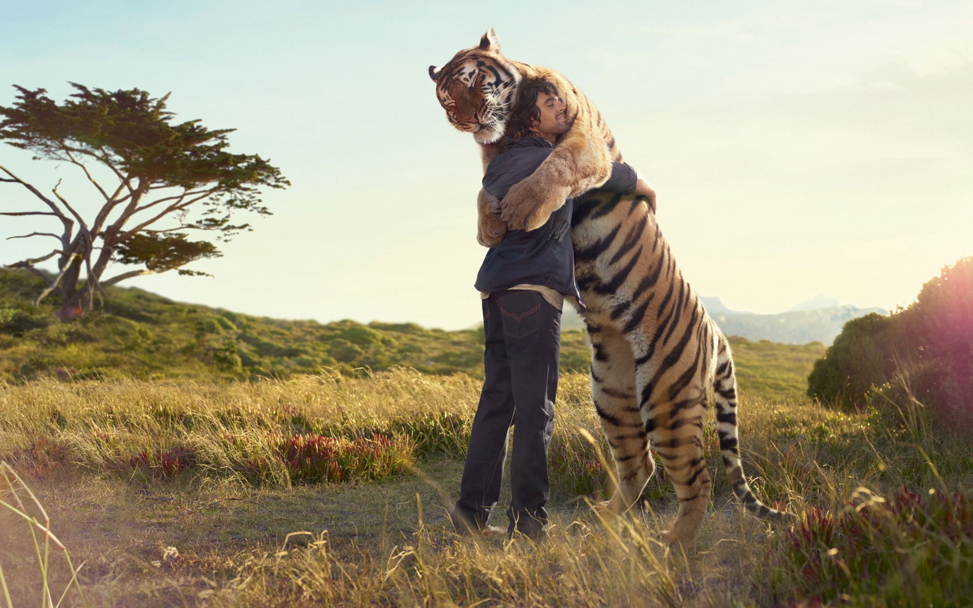 Толстый хищник. Люди и животные. Тигр обнимается с человеком. Тигр обнимает человека. Дикие животные и человек.