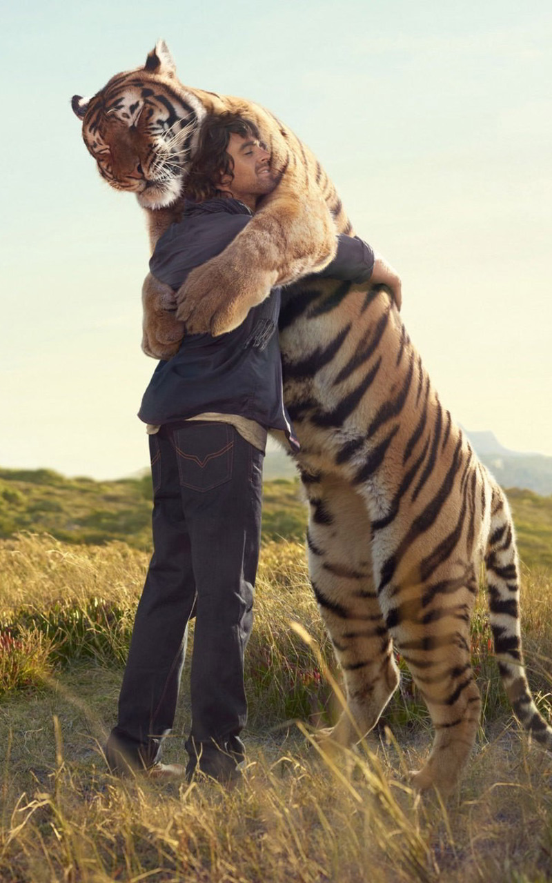 800x1280 Tiger hug Nexus 7,Samsung Galaxy Tab 10,Note Android Tablets HD 4k  Wallpapers, Images, Backgrounds, Photos and Pictures