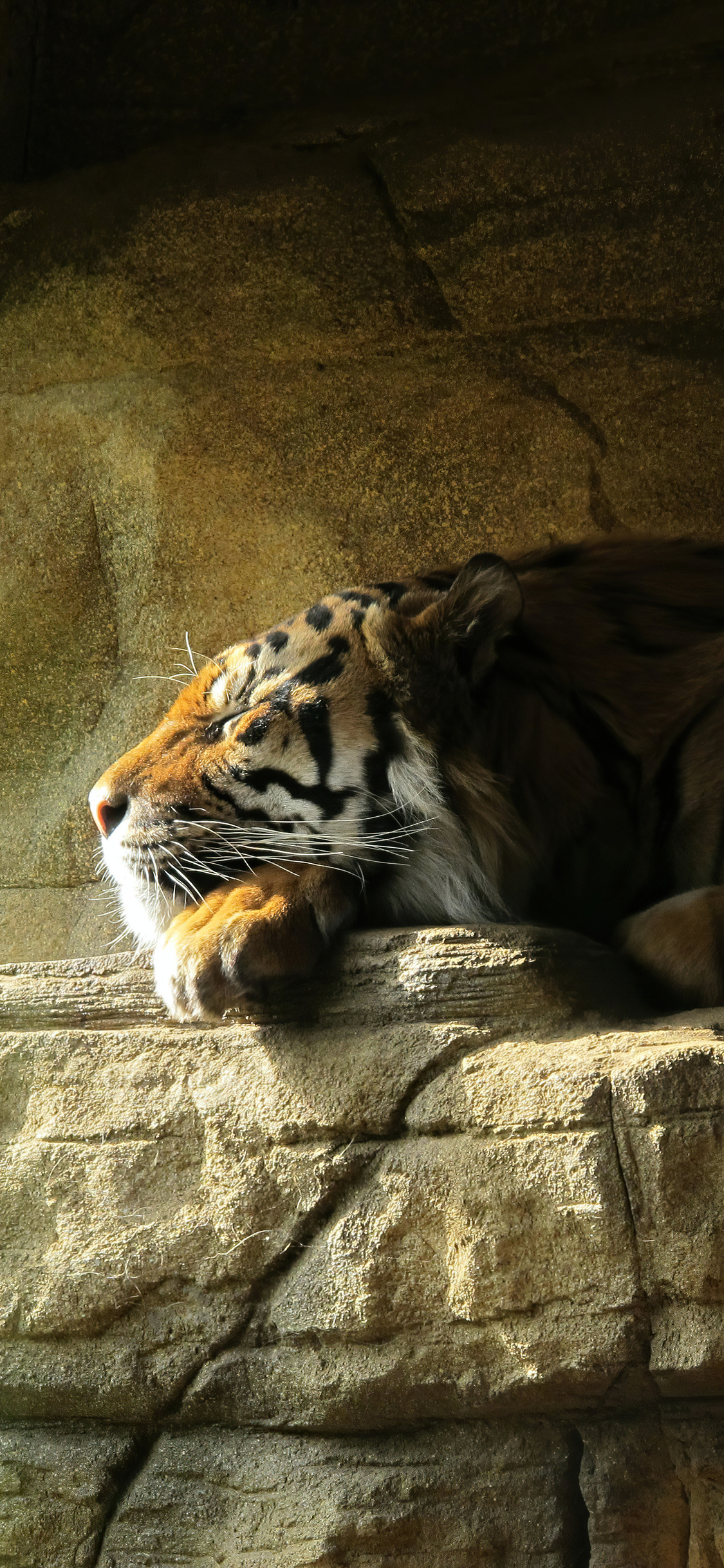 1125x2436 Tiger Sleeping Closed Eyes 5k Iphone XS,Iphone 10,Iphone X HD 4k  Wallpapers, Images, Backgrounds, Photos and Pictures