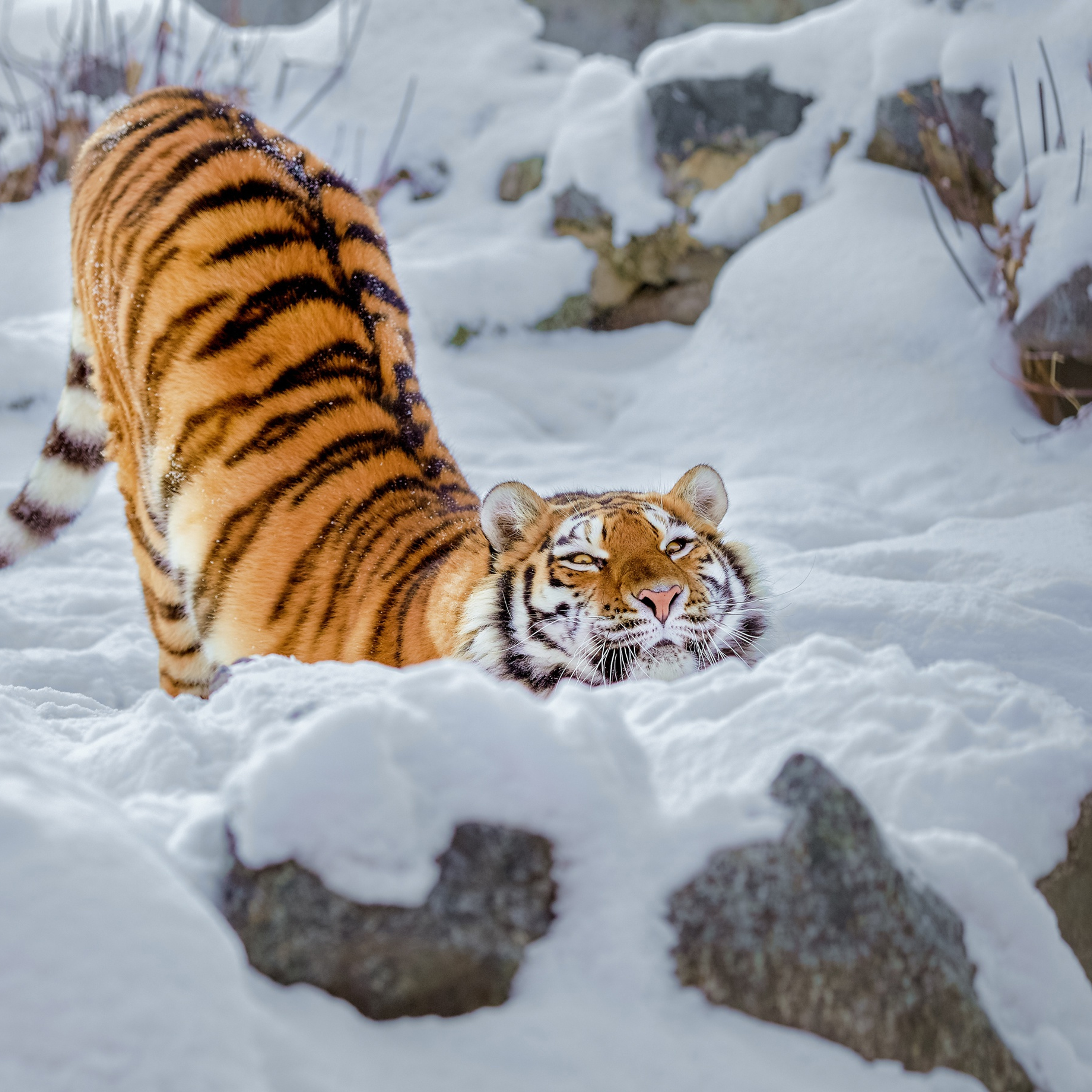 2932x2932 Tiger Snow Ipad Pro Retina Display ,HD 4k Wallpapers,Images ...