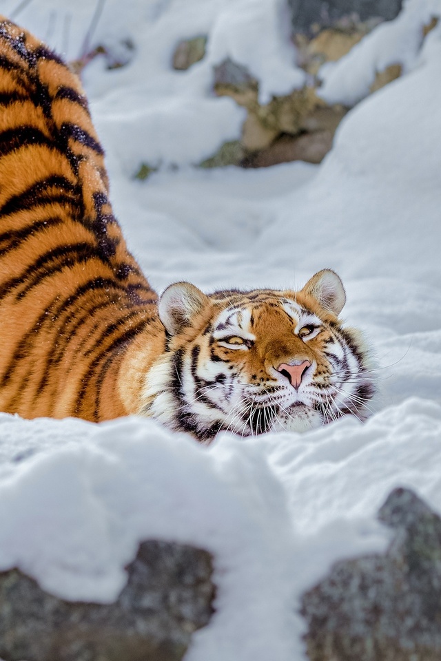 640x960 Tiger Snow iPhone 4, iPhone 4S HD 4k Wallpapers, Images,  Backgrounds, Photos and Pictures