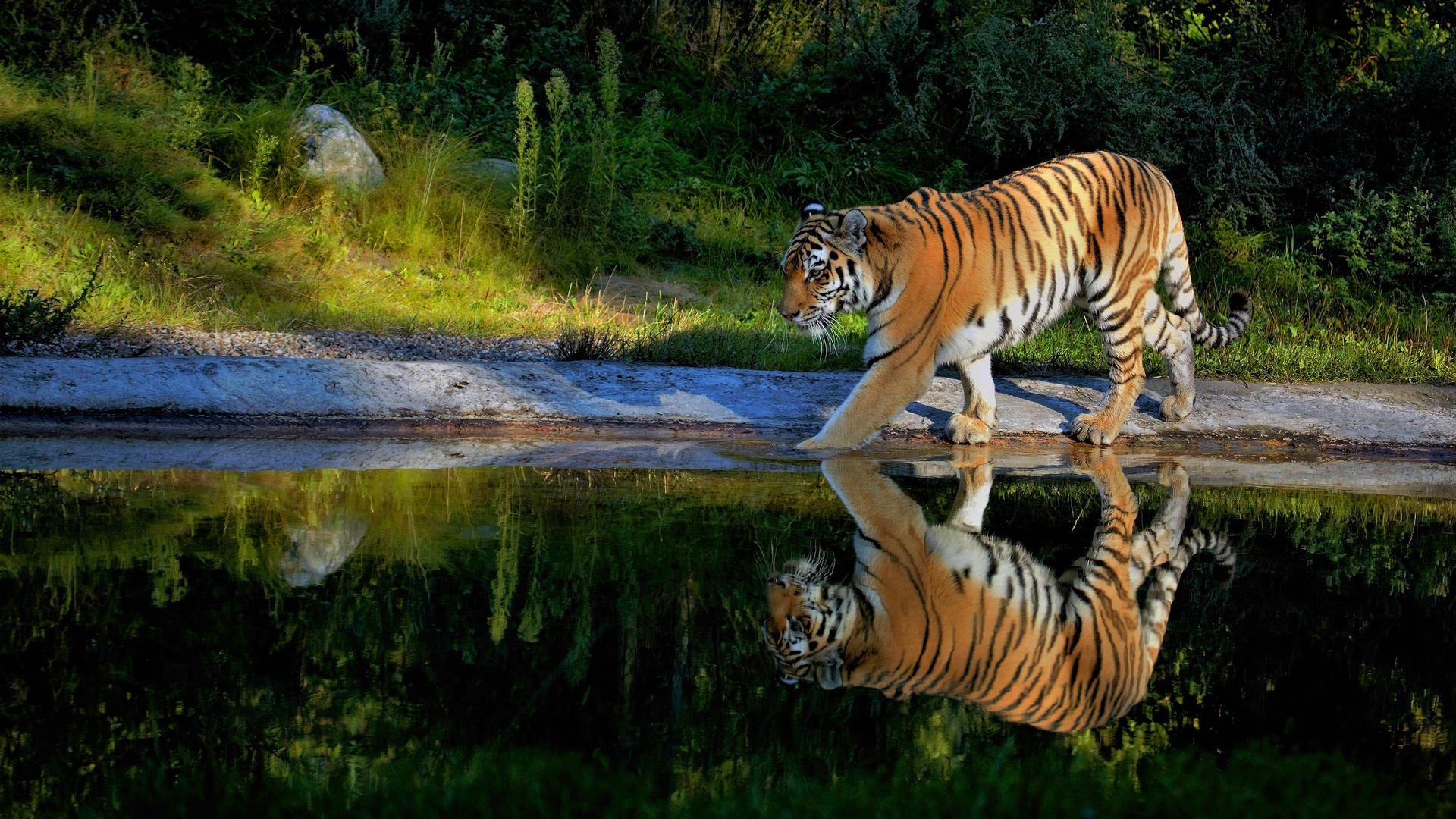1920x1080 Tiger Walking On The Pond Way Laptop Full HD 1080P HD 4k  Wallpapers, Images, Backgrounds, Photos and Pictures