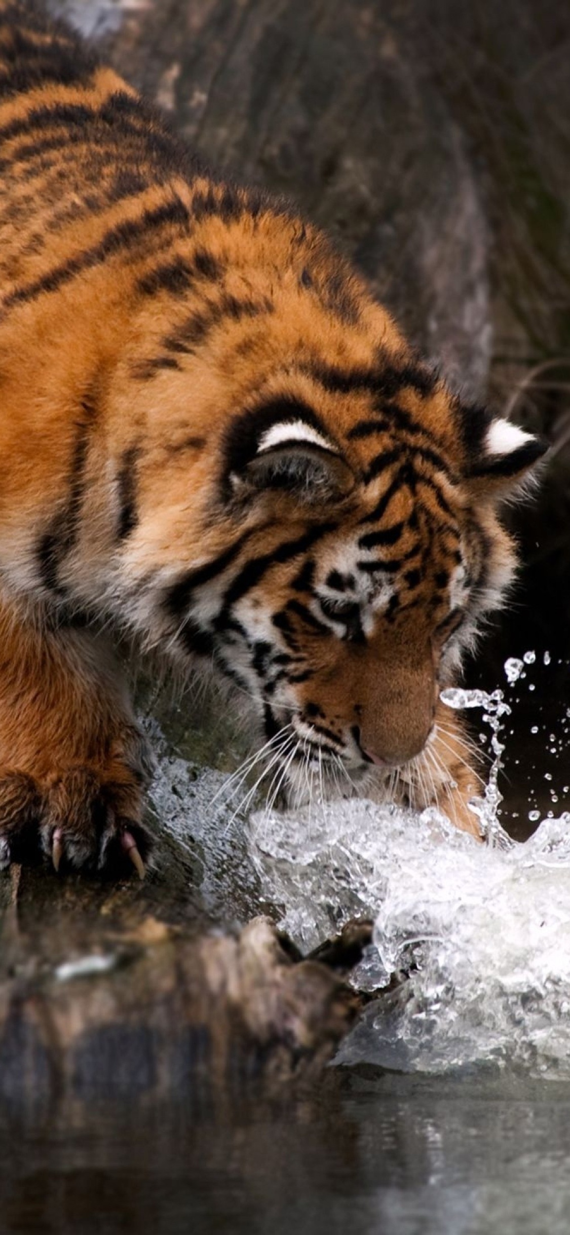 1125x2436 Tiger Water 4k Iphone XS,Iphone 10,Iphone X HD 4k Wallpapers,  Images, Backgrounds, Photos and Pictures