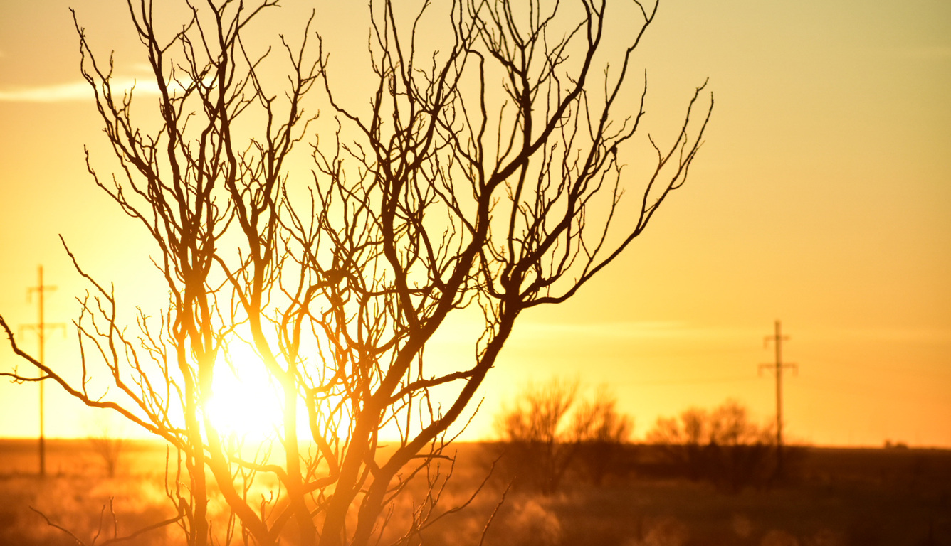 tree-branches-afterglow-silhouette-oj.jpg