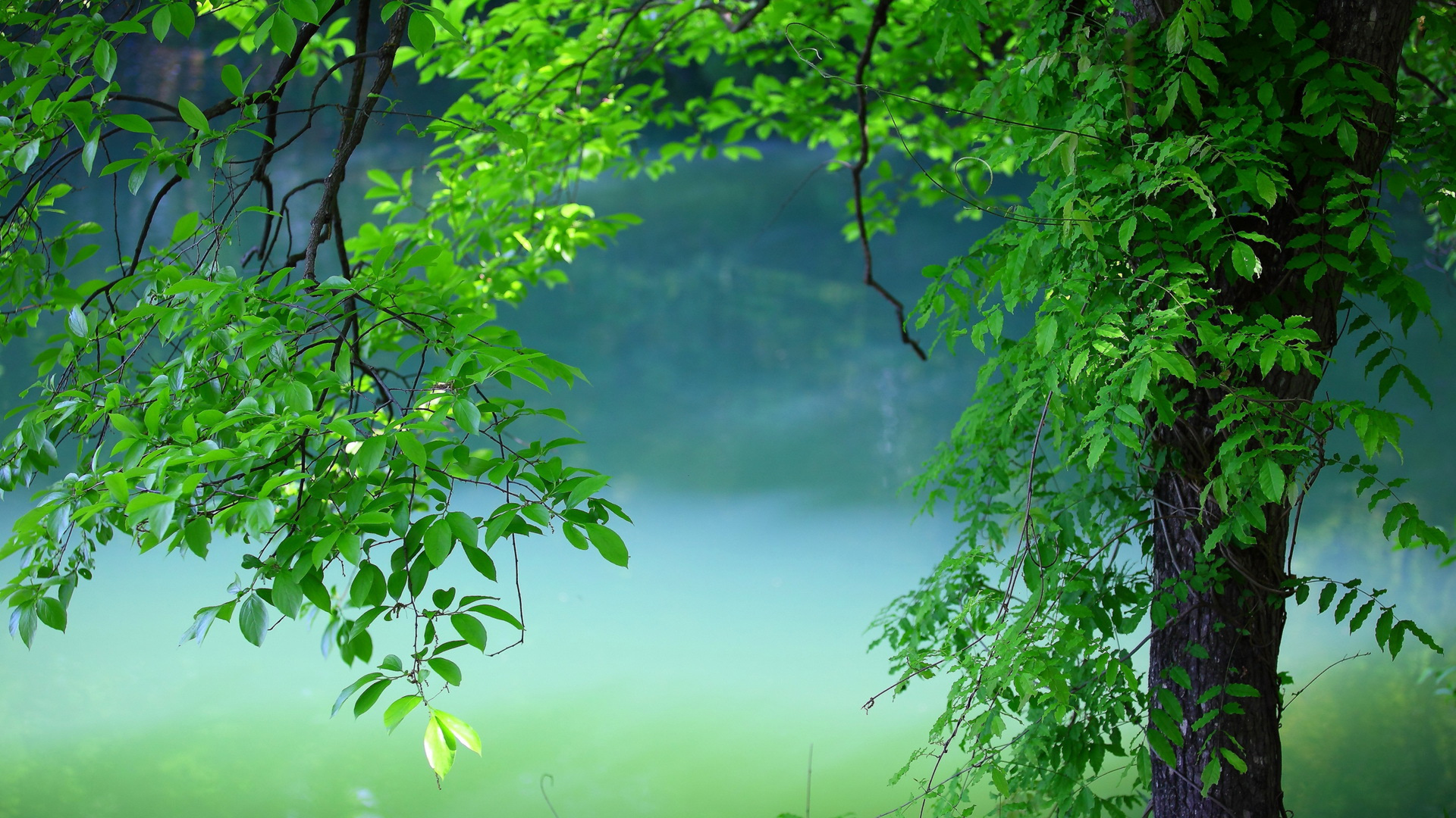 Summer Laptop Wallpaper Hd Nature