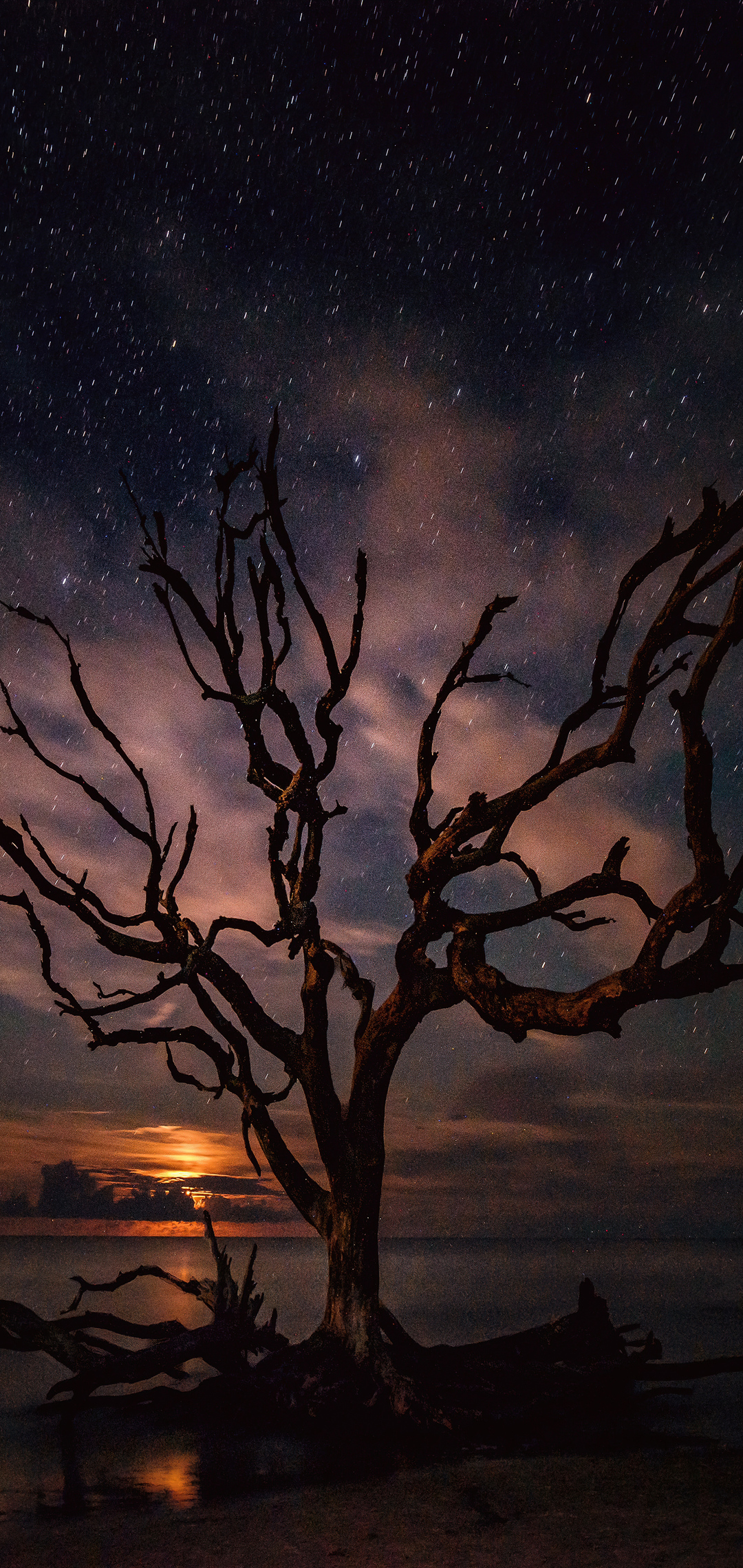 Tree Silhouette Milky Way Night Wallpaper In 1080x2280 Resolution