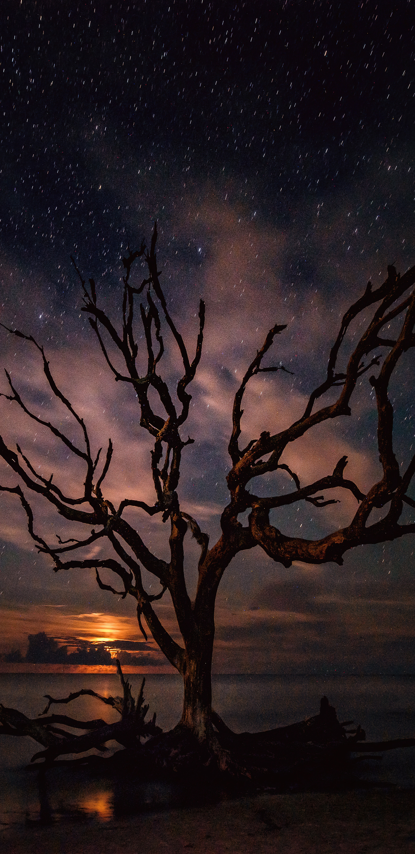 tree-silhouette-milky-way-night-25.jpg
