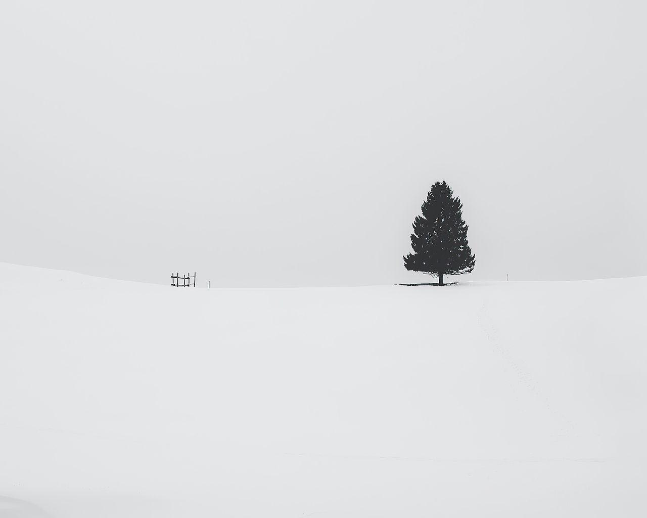 tree-snow-4k-oo.jpg
