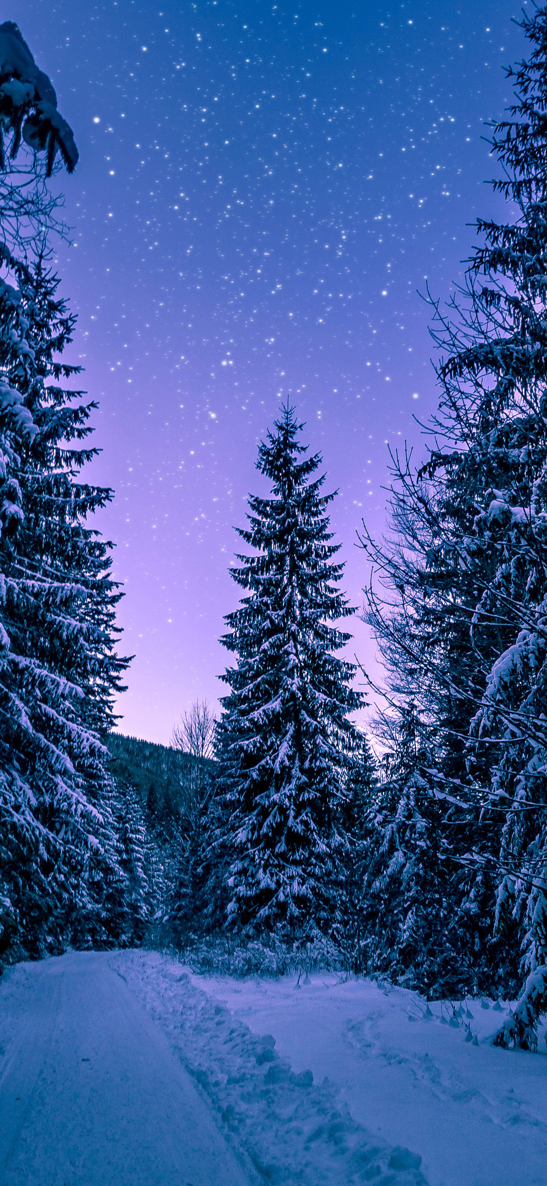 1125x2436 Trees Covered With Snow Freezing Forest Winter 5k Iphone XS,Iphone  10,Iphone X HD 4k Wallpapers, Images, Backgrounds, Photos and Pictures