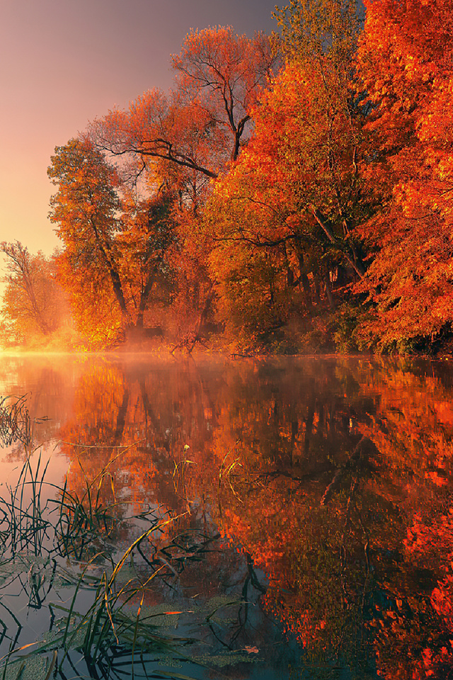 640x960 Trees Fall Reflection Autumn 4k Iphone 4 Iphone 4s Hd 4k