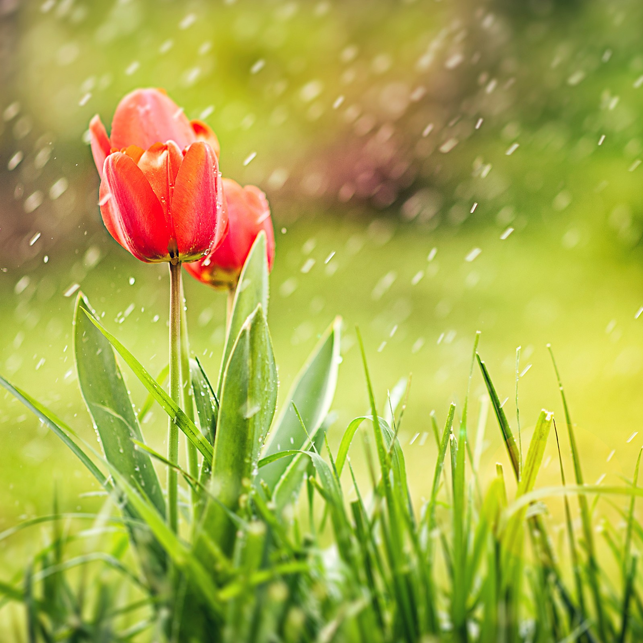 2048x2048 Tulip Rain HD Ipad Air ,HD 4k Wallpapers,Images,Backgrounds ...