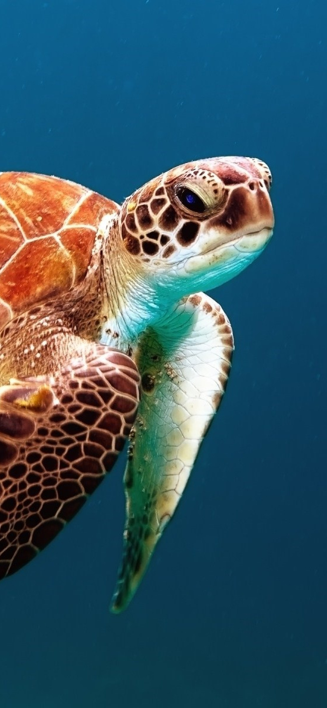 1242x2688 Turtle Reptile Underwater Iphone Xs Max Hd 4k Wallpapers 1242x2688 Turtle Reptile Underwater Iphone Xs Max Hd 4k Wallpapers