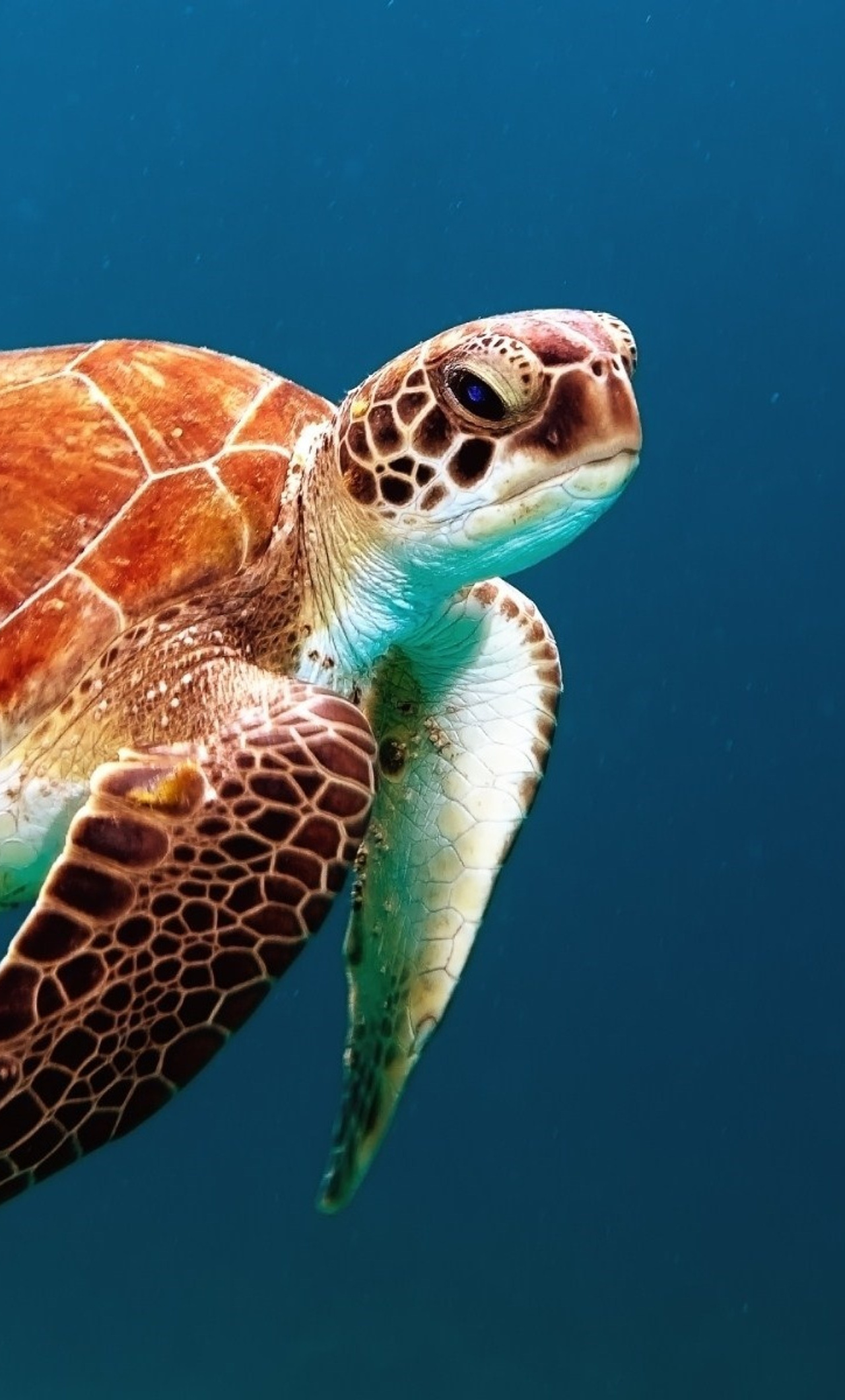 1280x2120 Turtle Reptile Underwater iPhone 6+ ,HD 4k Wallpapers,Images,Backgrounds,Photos and