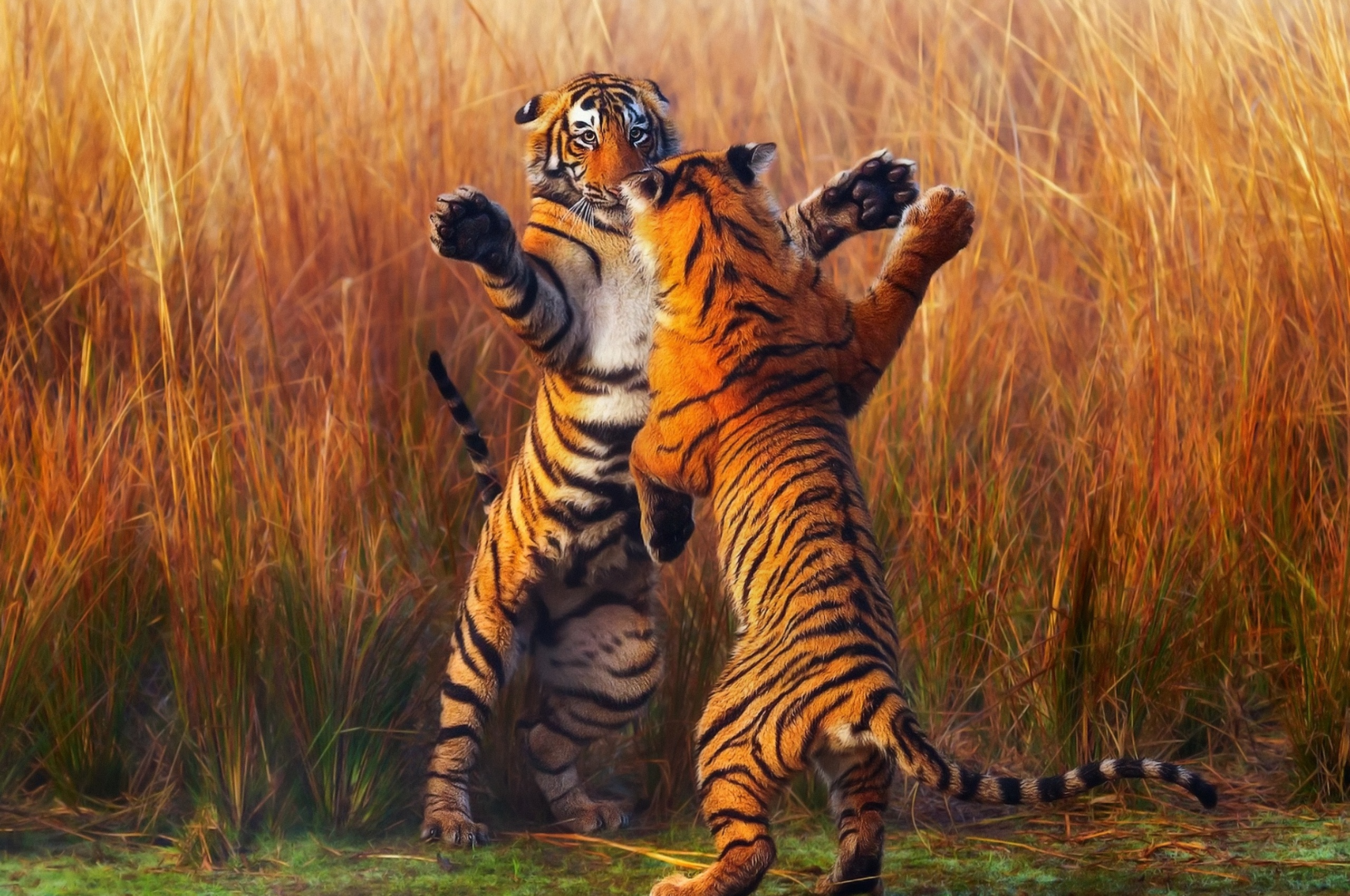 Бои дикий животный. Тигр. Тигр в дикой природе. Тигры дерутся. Дикий тигр.