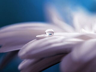 water-drop-flower.jpg