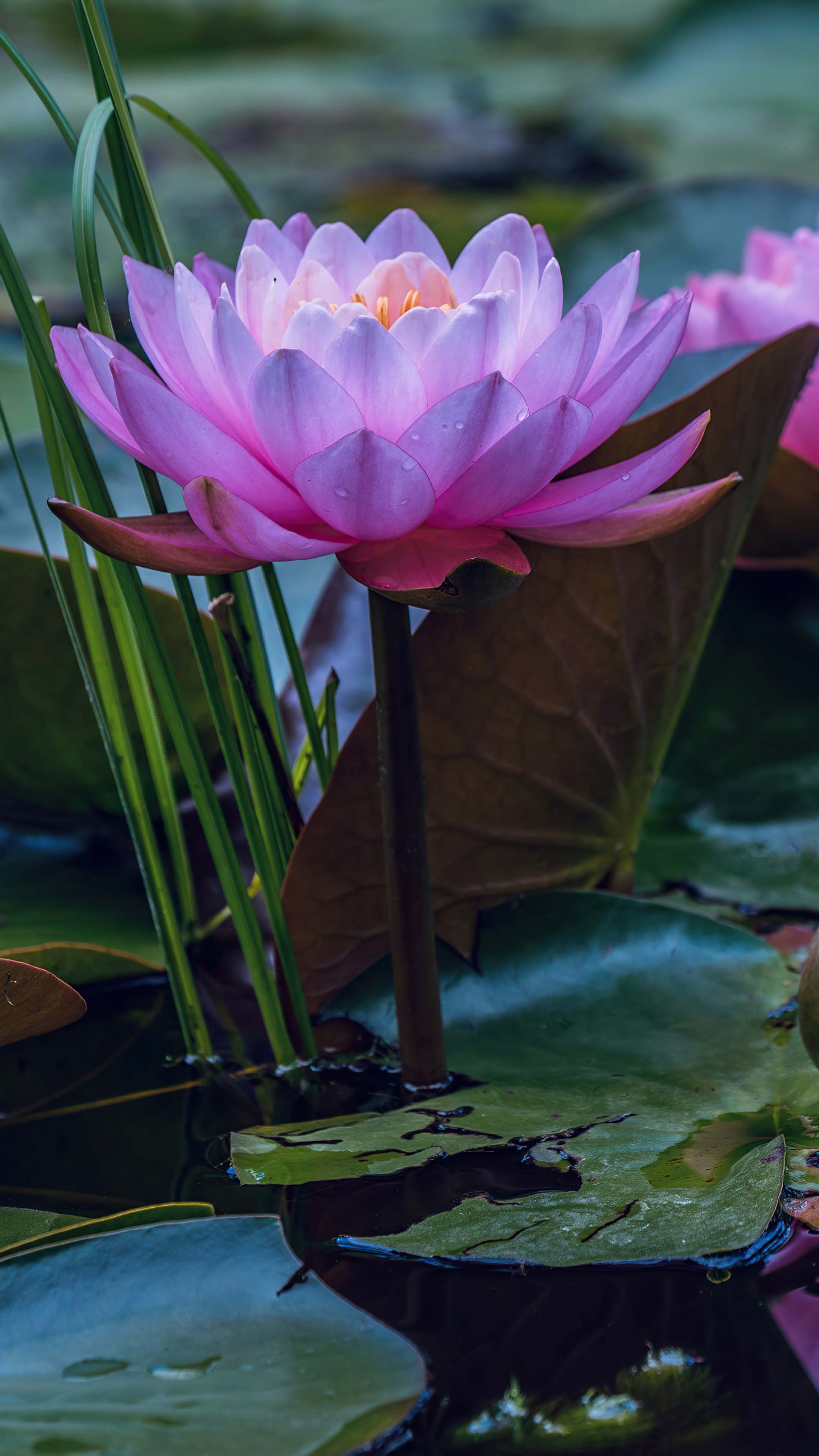 2160x3840-water-lilies-in-pond-sony-xperia-x-xz-z5-premium-hd-4k