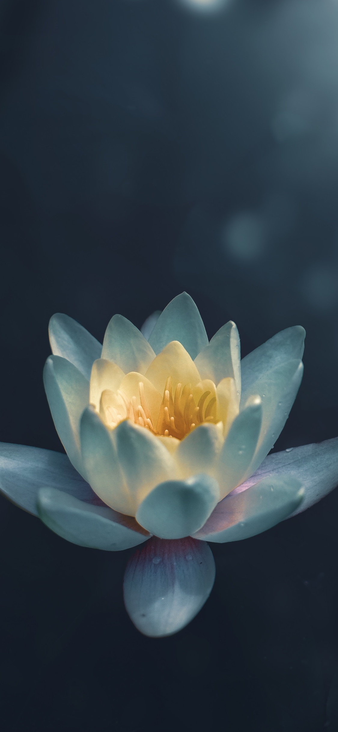 1125x2436 Water Lily Iphone XS,Iphone 10,Iphone X HD 4k Wallpapers, Images,  Backgrounds, Photos and Pictures