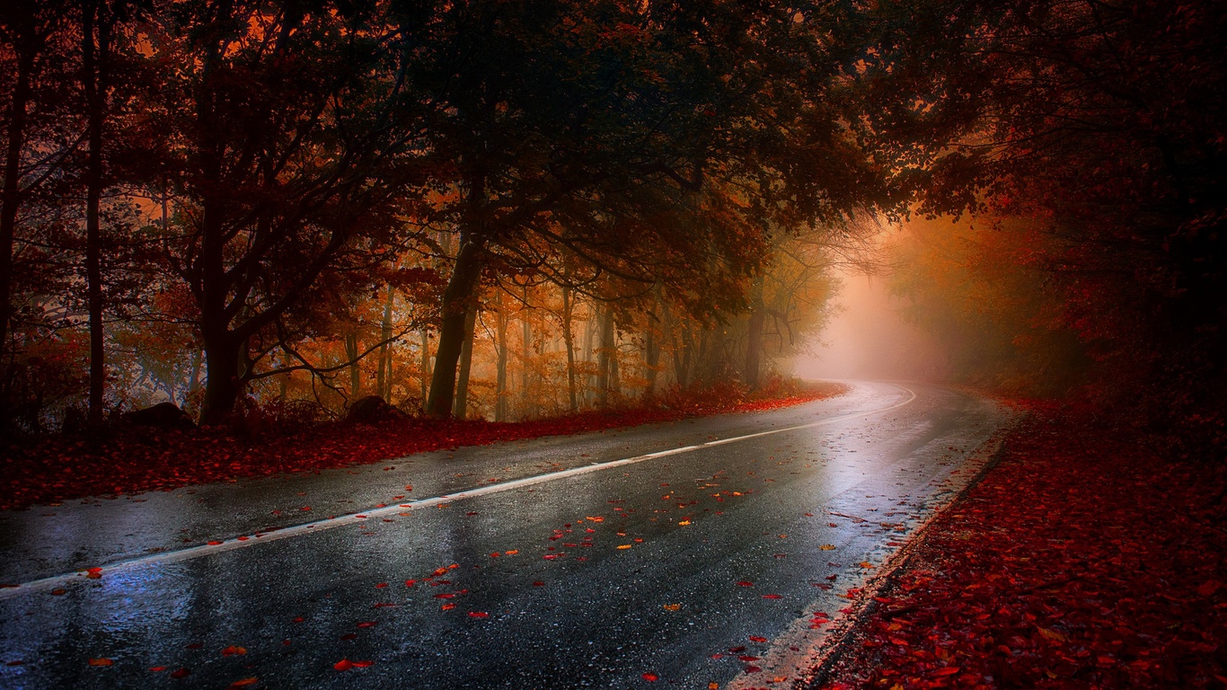 1366x768 Wet Rainy Road Leaf Fallen Hd 1366x768 Resolution HD 4k Wallpapers,  Images, Backgrounds, Photos and Pictures