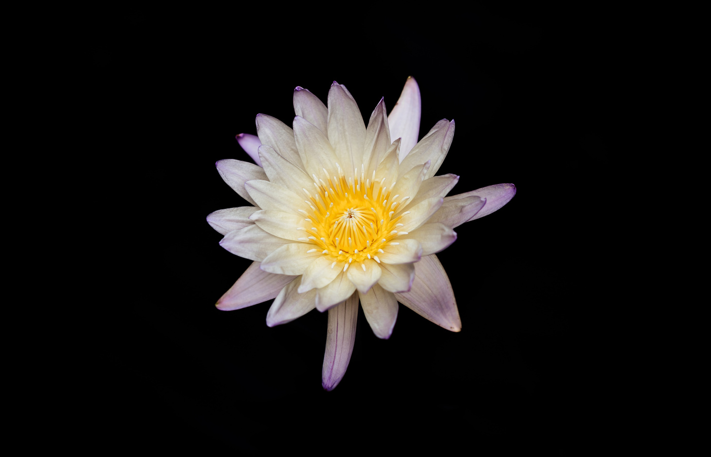 1400x900 White And Yellow Flower Black Background 5k Wallpaper,1400x900 ...