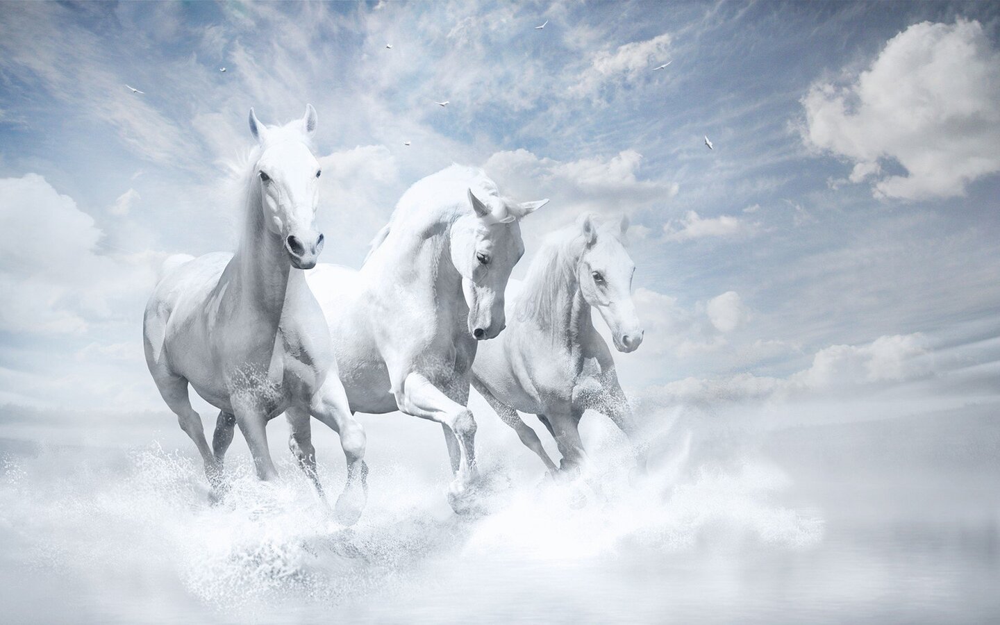 1440x900 White Horses HD 1440x900 Resolution HD 4k Wallpapers, Images,  Backgrounds, Photos and Pictures