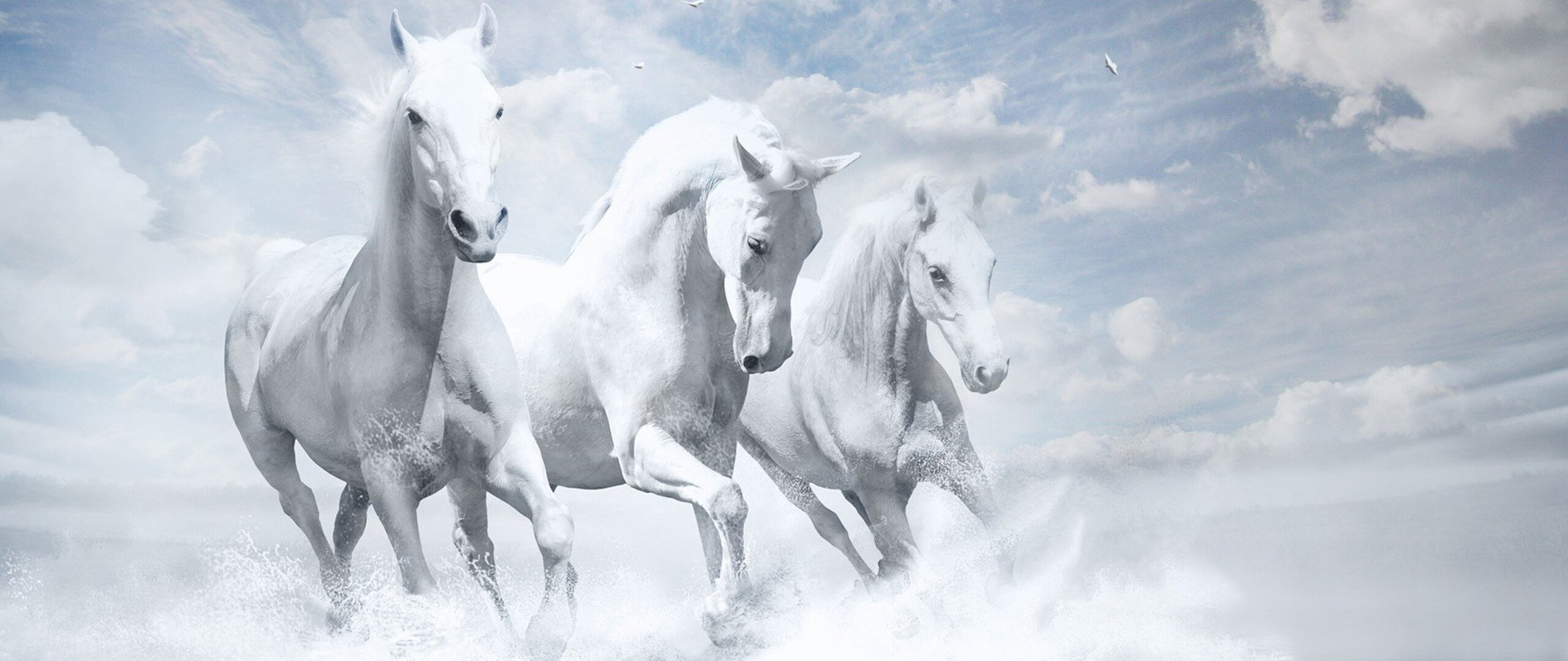 Horses song. Тройка белых лошадей. Белая лошадь. Баннер с лошадьми. Три лошади.